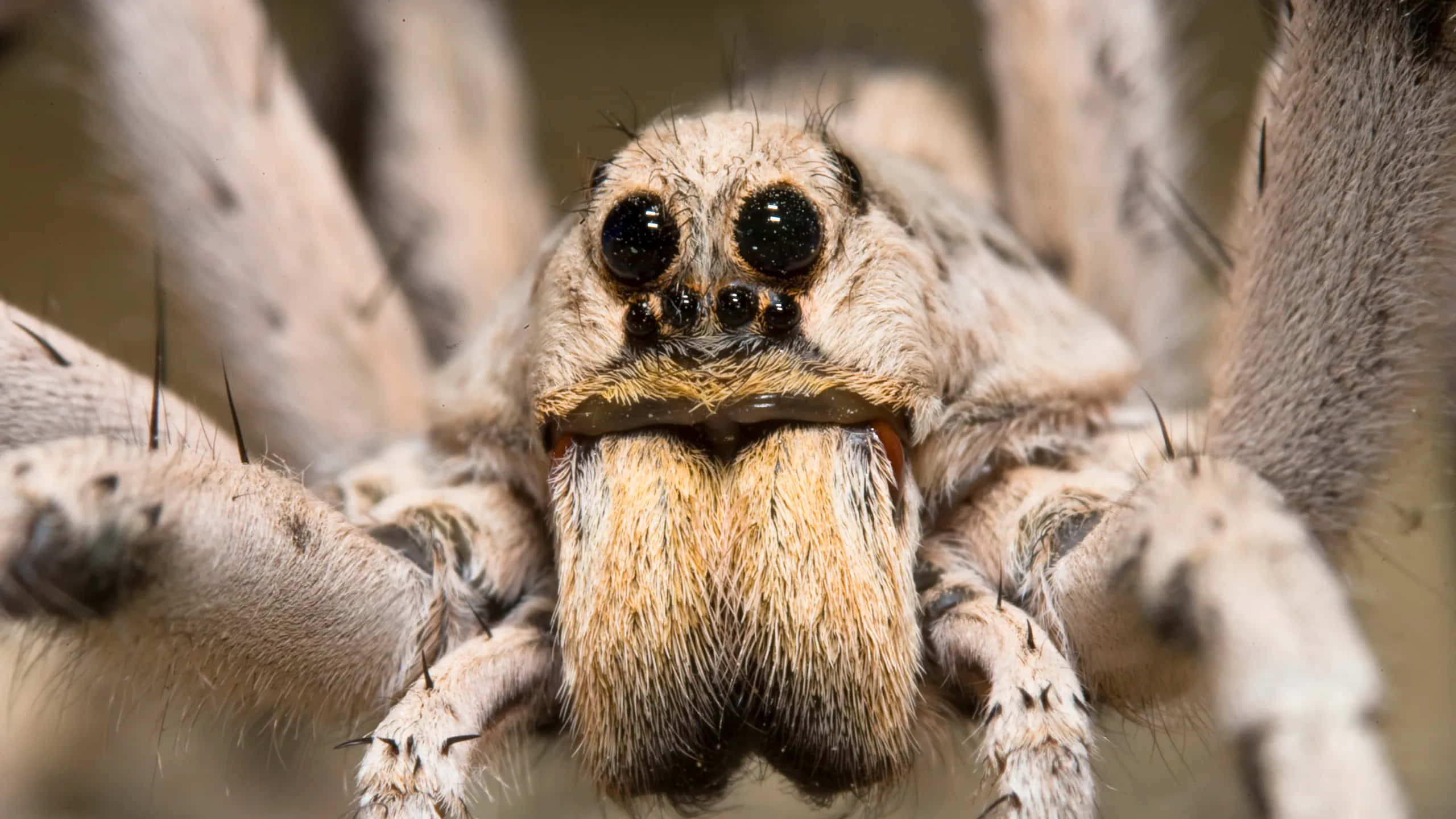 Wolf Spider 桌布 壁紙 — 一張大型毛蜘蛛的特寫照片，牠有大大的黑色眼睛和尖牙，直視著鏡頭。