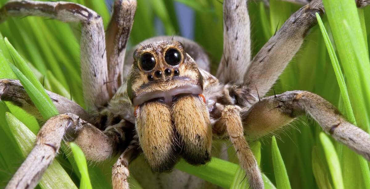 Wolf Spider 桌布 壁紙 — 一張大型狼蛛的特寫照片，牠有大大的黑色眼睛和毛茸茸的腿，藏在充滿活力的綠色草葉之間。