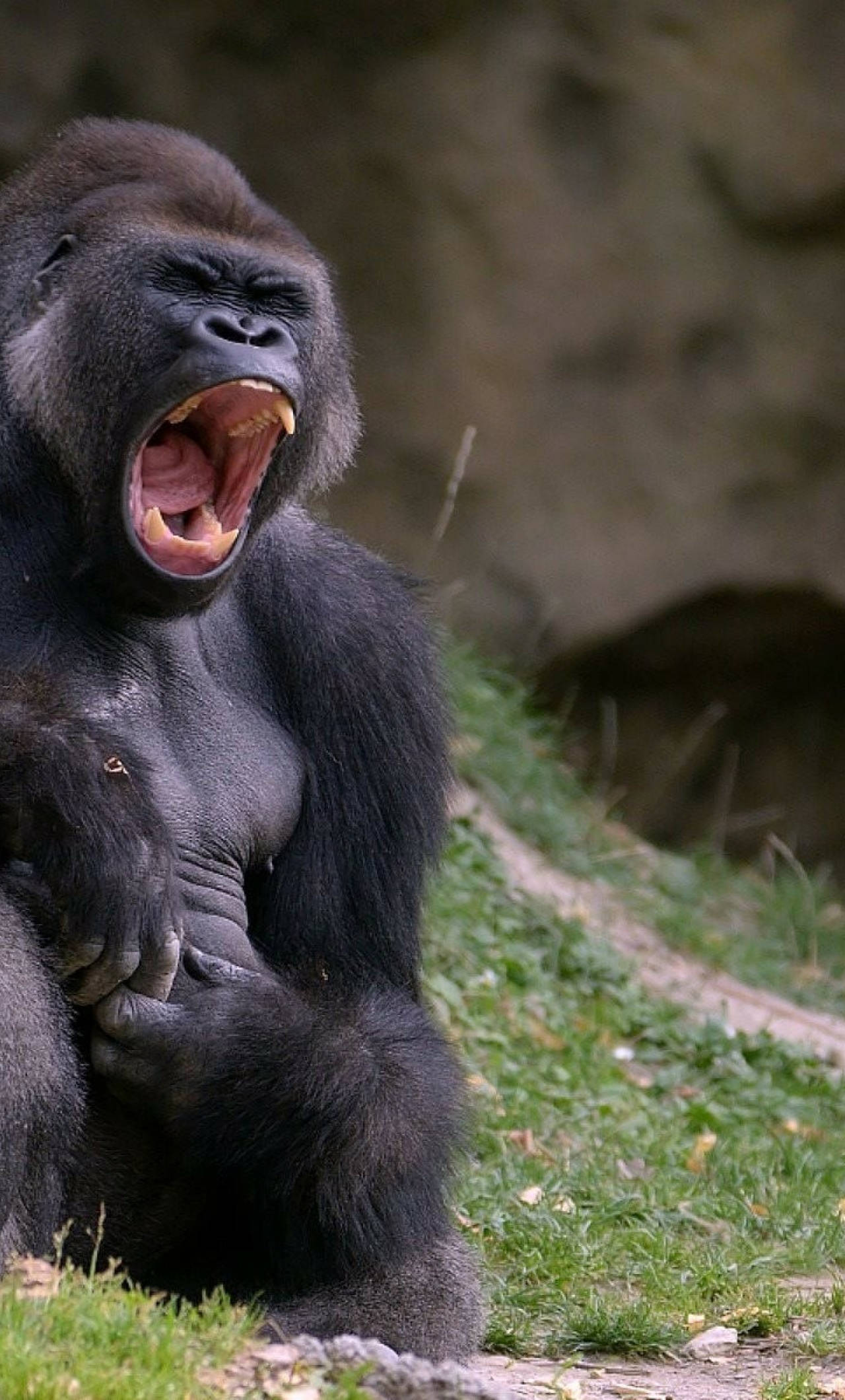 Cool Gorilla 桌布 壁紙 — 一張大猩猩在草坡上張大嘴巴打哈欠，露出牙齒和舌頭的特寫照片。