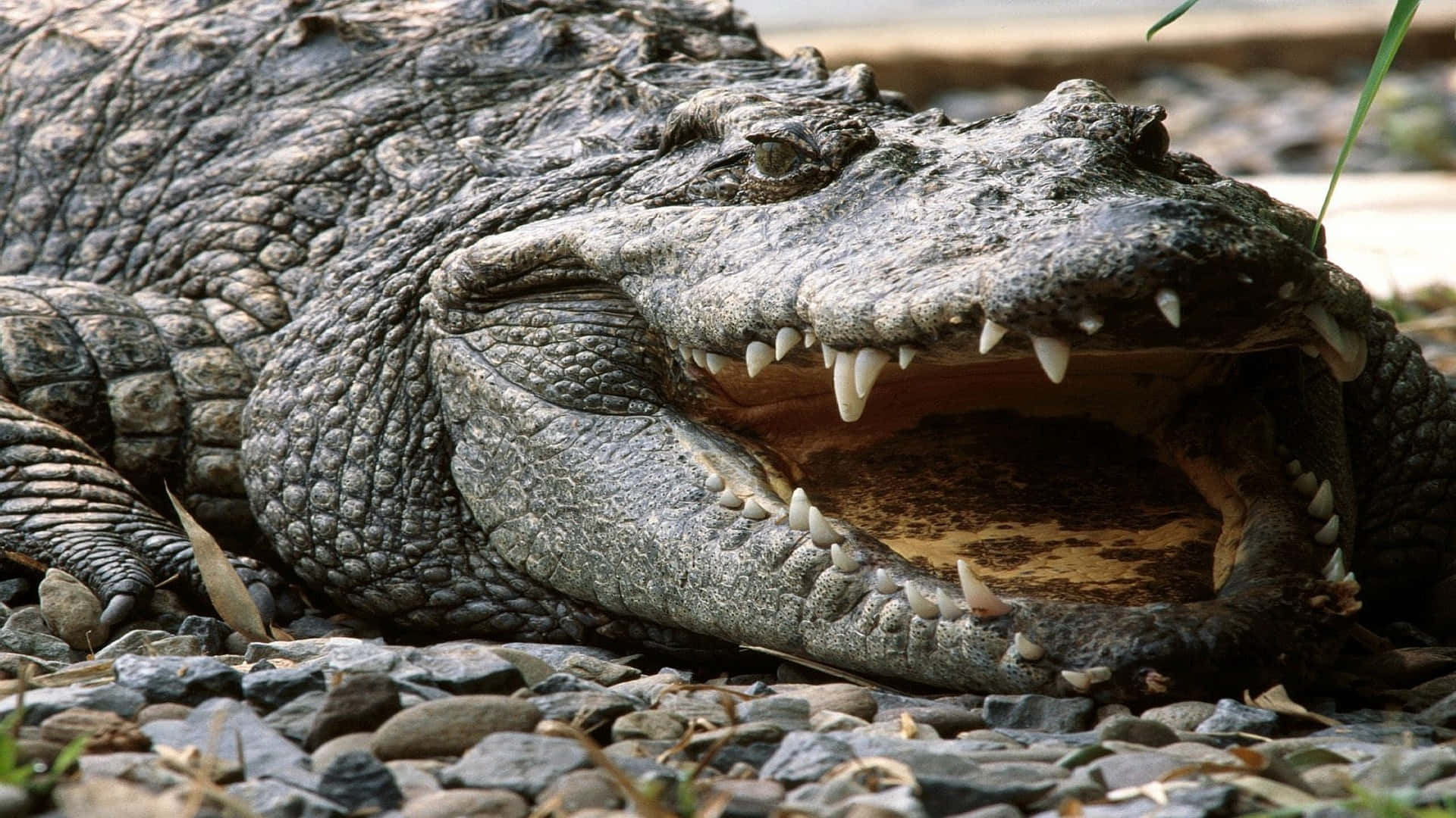 Alligator 桌布 壁紙 — 一張大鱷魚的特寫照片，牠張開大口露出尖銳的牙齒，在岩石河岸上休息。