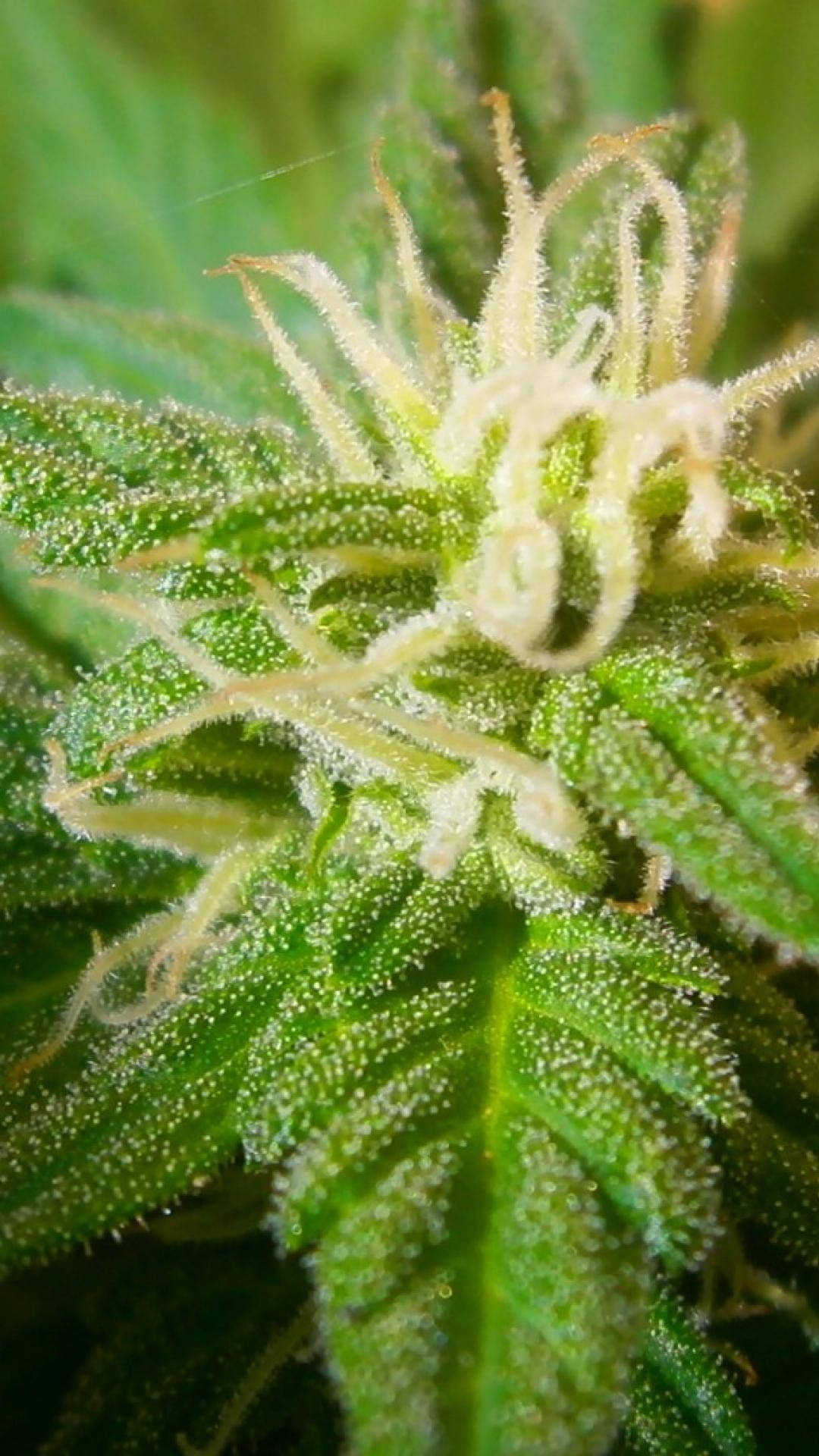 Green Leaves 桌布 壁紙 — 一張大麻花蕾的微距照片，帶有充滿活力的綠色葉片和精緻的白色毛狀體，在柔和光線下閃耀。