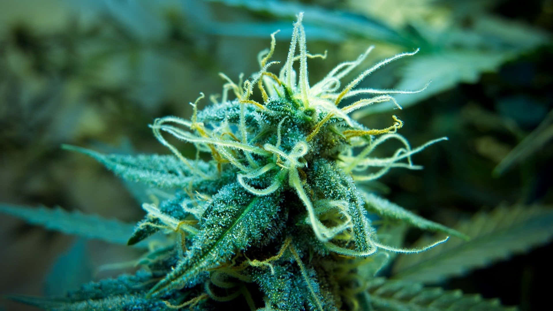 420 桌布 壁紙 — 一張大麻花蕾的特寫照片，覆蓋著霜狀的毛狀體，帶有充滿活力的綠葉和黃色雌蕊。