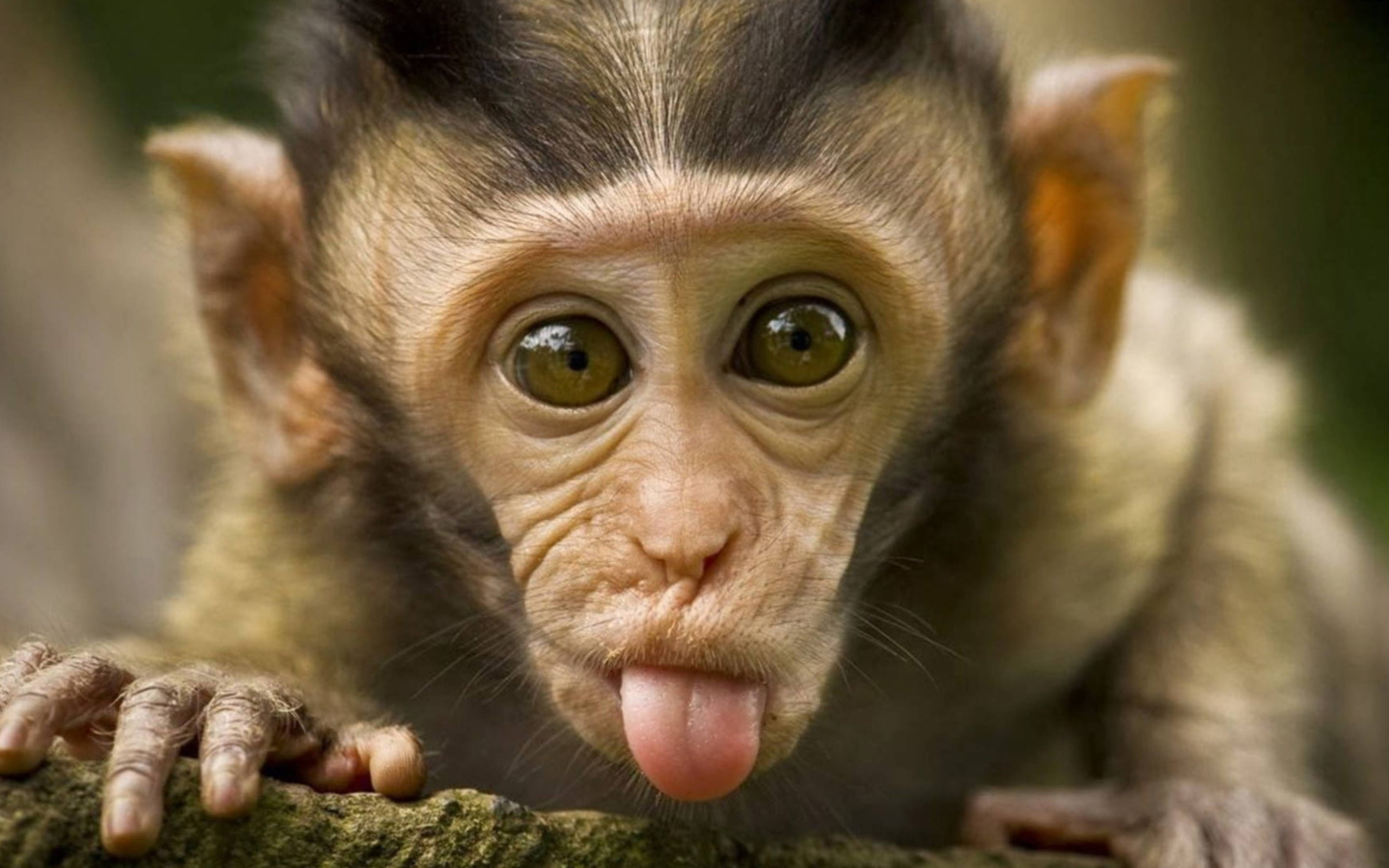 Chimpanzee 桌布 壁紙 — 一張好奇的猴寶寶伸出舌頭的特寫照片，同時抓著一條長滿苔蘚的樹枝。