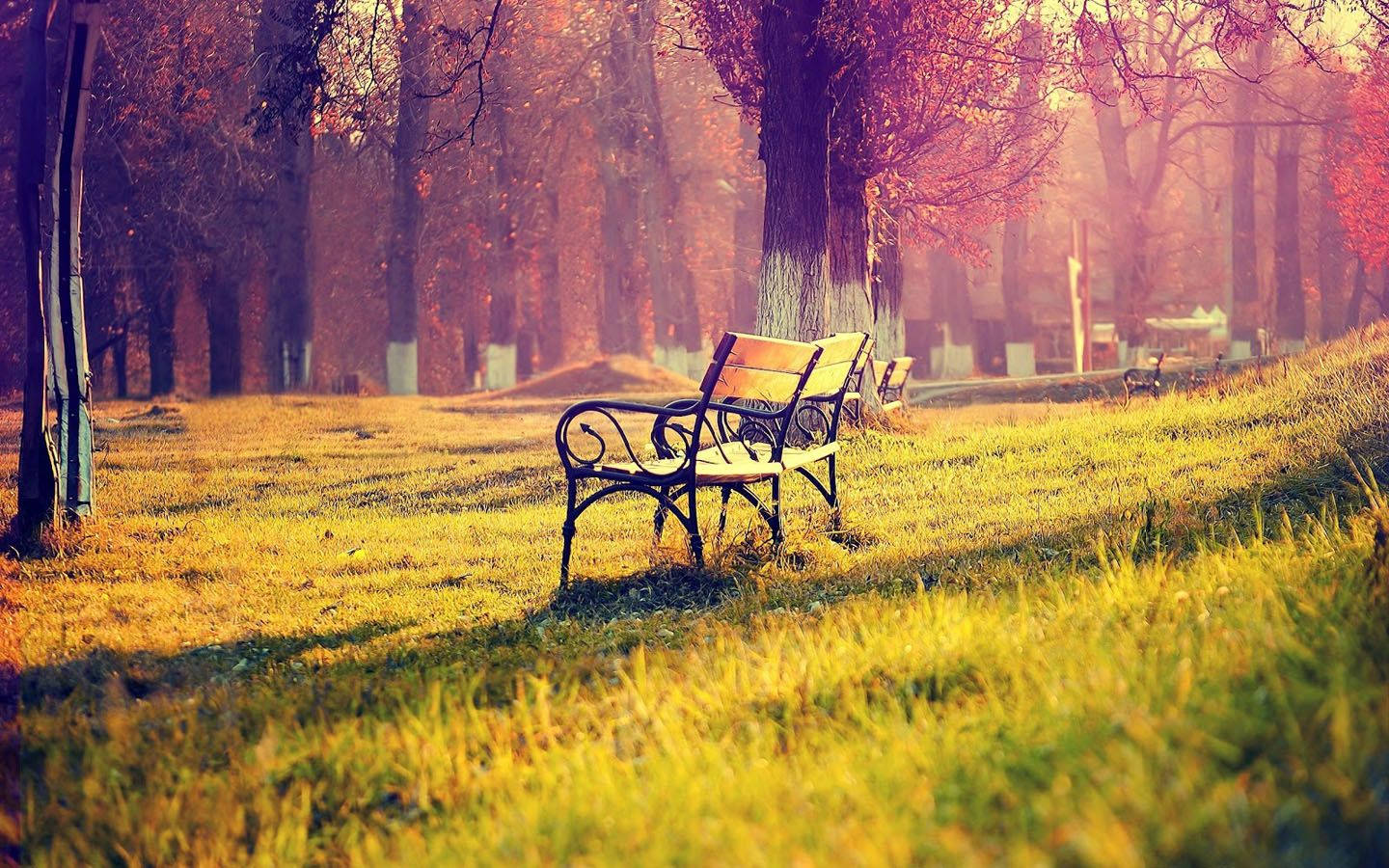 Bench 桌布 壁紙 — 一張孤獨的木凳位於陽光明媚的秋日公園，金色的草地和樹木在溫暖的色調中閃耀。