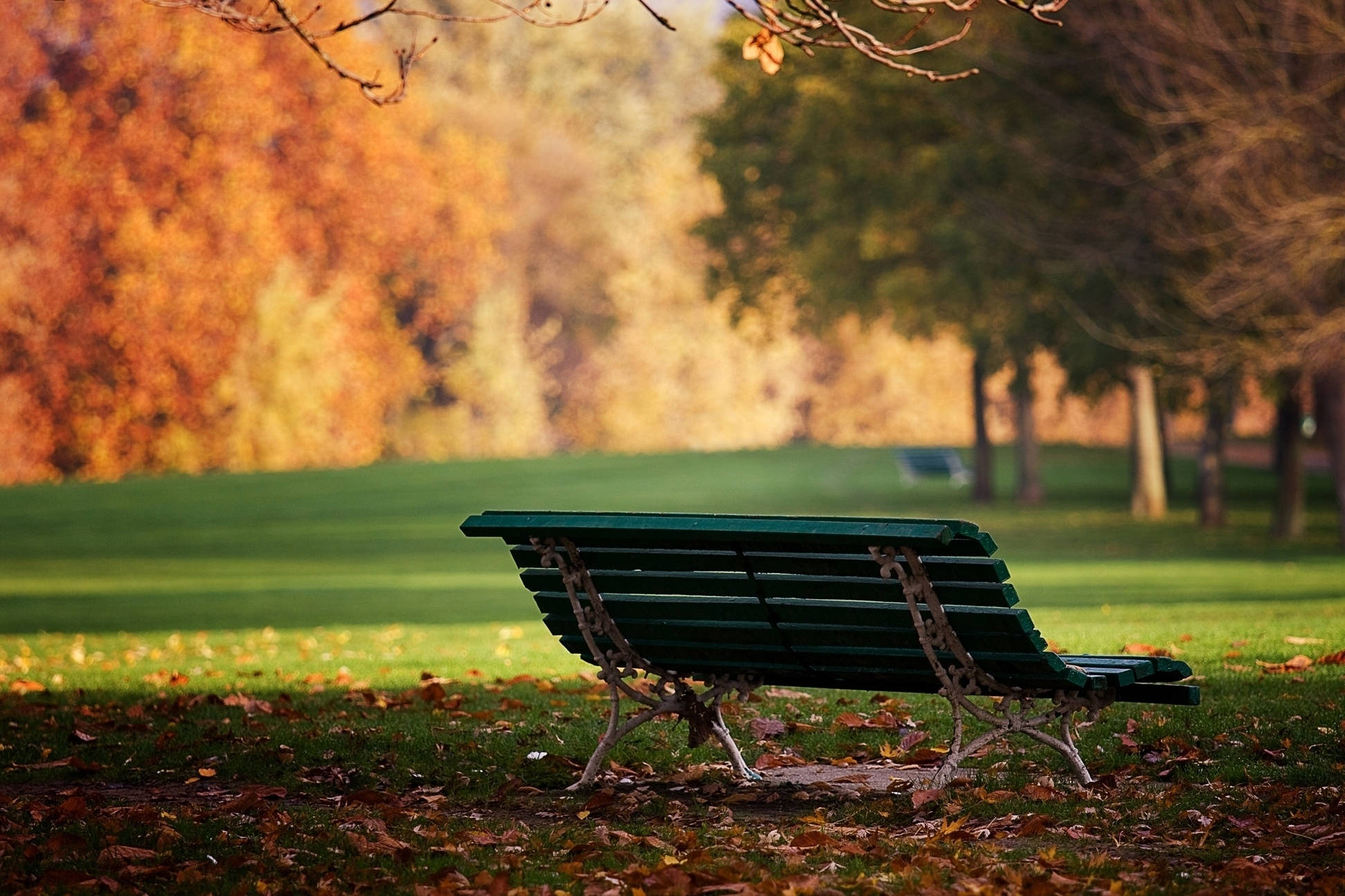 Bench 桌布 壁紙 — 一張孤獨的綠色公園長椅放在散落著落葉的草地上，下方是秋日樹木，在溫暖的金色光芒中閃耀。