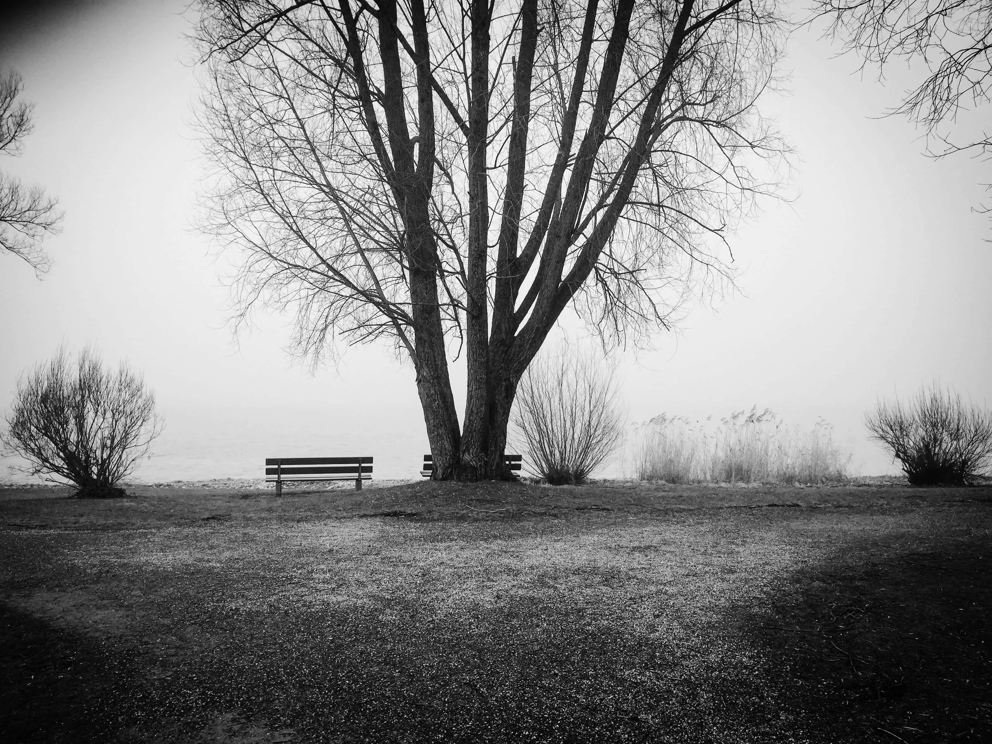 Black And White Tree 桌布 壁紙 — 一張孤獨的長椅放在一棵光禿禿的樹下，位於一個迷霧單色公園中，背景有霧氣籠罩的水面。
