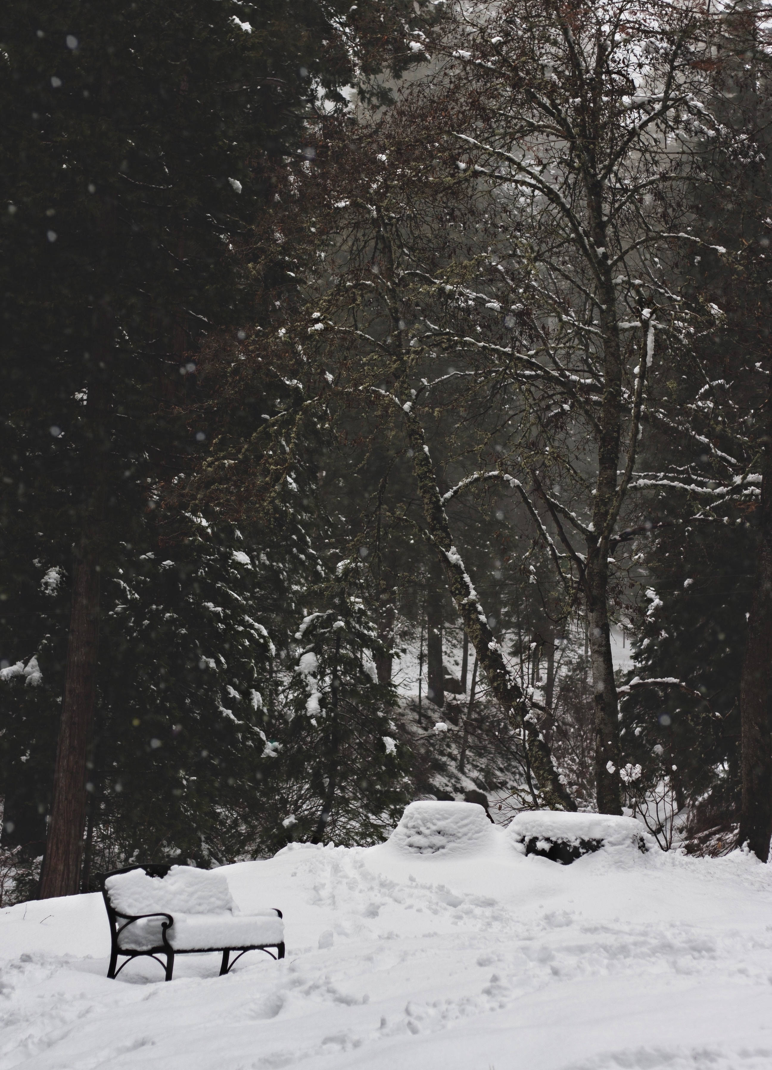 Park 桌布 壁紙 — 一張孤獨的雪覆長椅靜靜地坐在冬季森林中，雪花在空中飄舞。