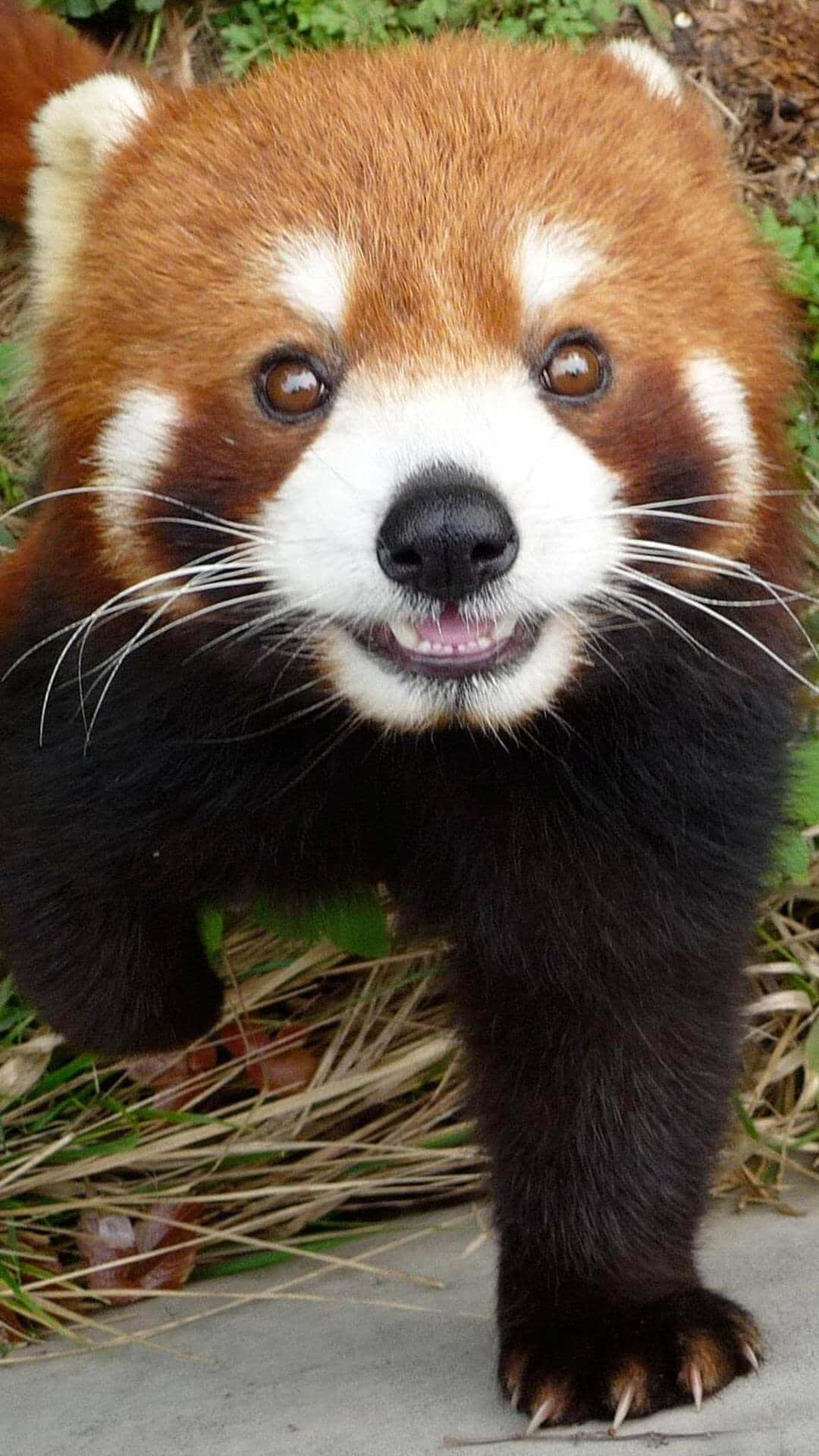 Cute Red Panda 桌布 壁紙 — 一張小貓熊的近距離照片，牠帶著好奇的表情站在被綠意環繞的混凝土小徑上。