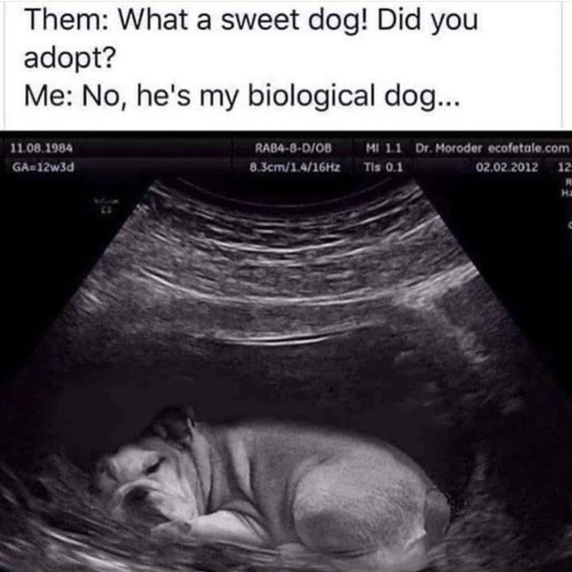 pregnancy 桌布 壁紙 — 一張幽默的超音波圖像顯示一隻鬥牛犬胎兒蜷縮在子宮內，並帶有醫療數據疊加。