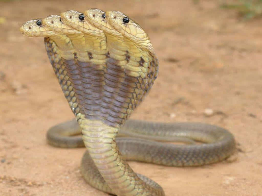 Cobra Snake 桌布 壁紙 — 一張引人注目的照片，顯示多頭眼鏡蛇在乾燥土地上展開頭巾。