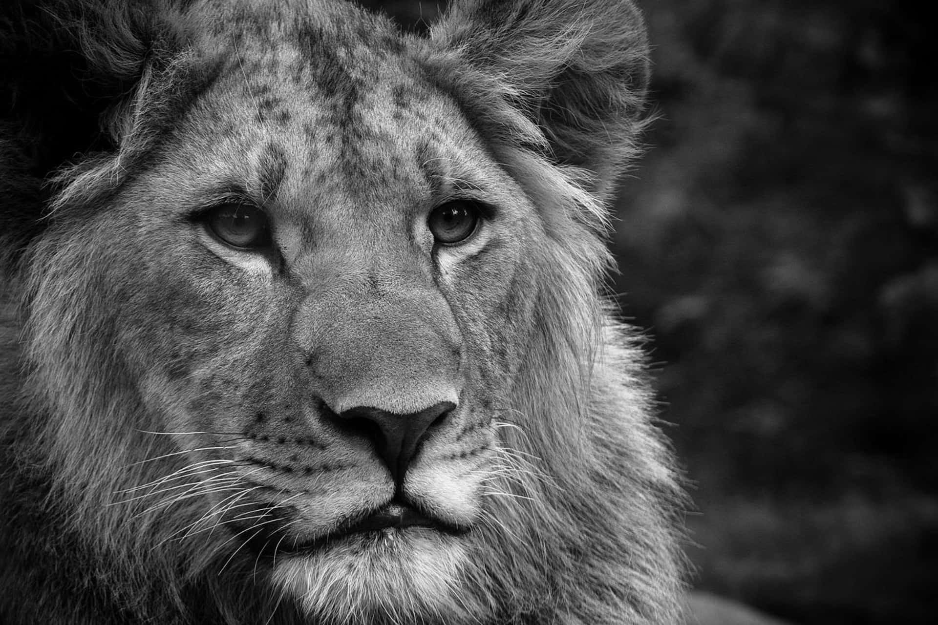 Lion Head 桌布 壁紙 — 一張引人注目的黑白特寫，展現雄獅的強烈目光和細緻的毛髮質感。