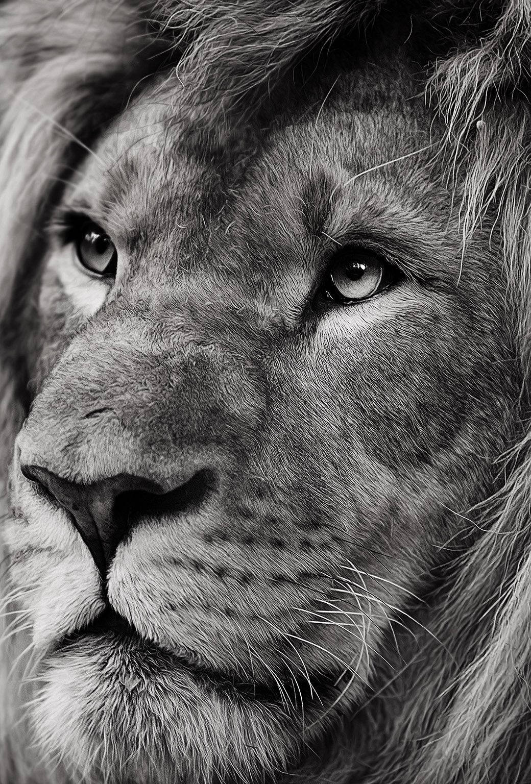 Lion Head 桌布 壁紙 — 一張引人注目的黑白特寫，展示雄性獅子的臉部，呈現出強烈的眼神和細緻的毛髮紋理。
