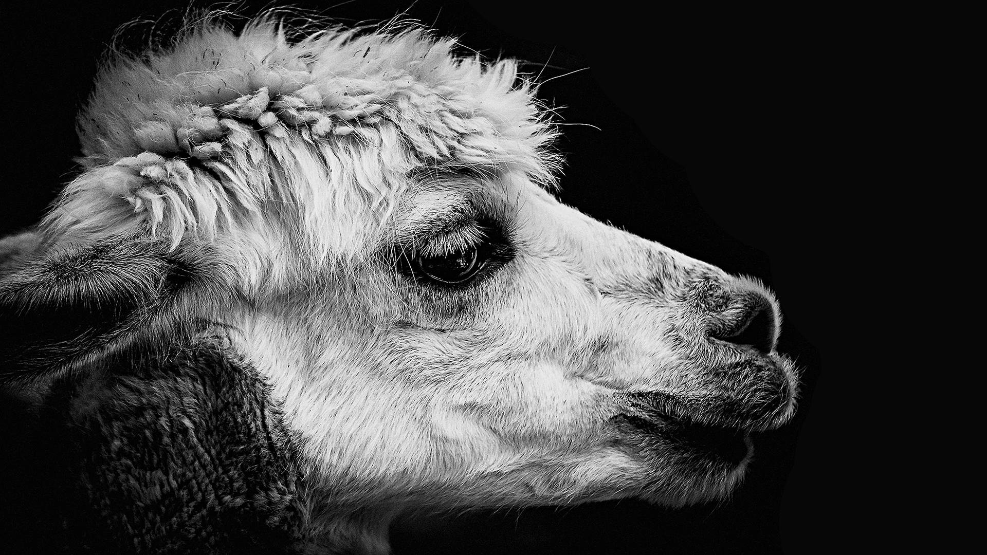 動物 桌布 壁紙 — 一張引人注目的黑白特寫，捕捉了毛茸茸羊駝寧靜的臉龐，背景為純黑色。