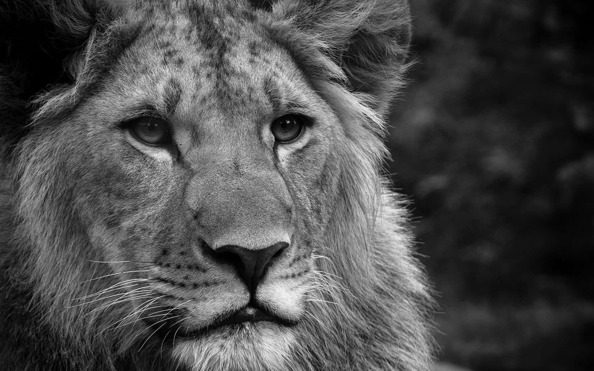 Black And White Lion 桌布 壁紙 — 一張引人注目的黑白特寫，捕捉雄獅充滿強烈目光的眼神，毛髮和鬍鬚細節豐富。