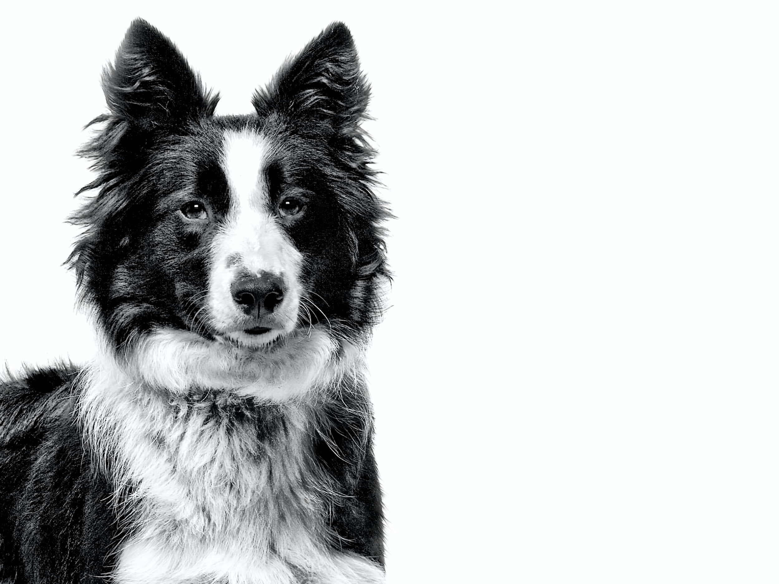 border collie 桌布 壁紙 — 一張引人注目的黑白肖像，邊境牧羊犬豎起警覺的耳朵，眼神專注，背景為純白色。