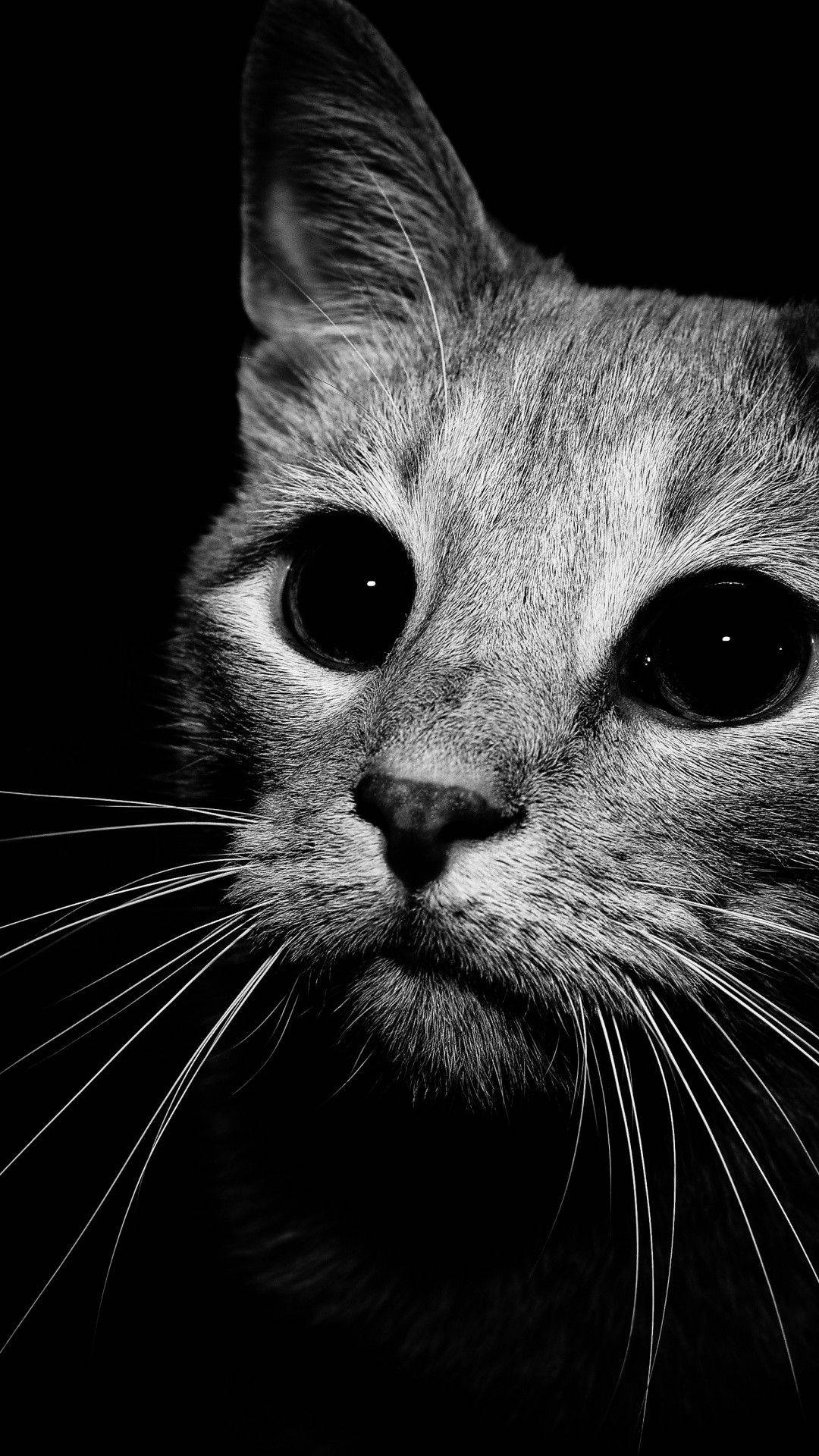 Cute Black And White 桌布 壁紙 — 一張引人注目的黑白貓臉特寫，眼睛炯炯有神，背景為深色。