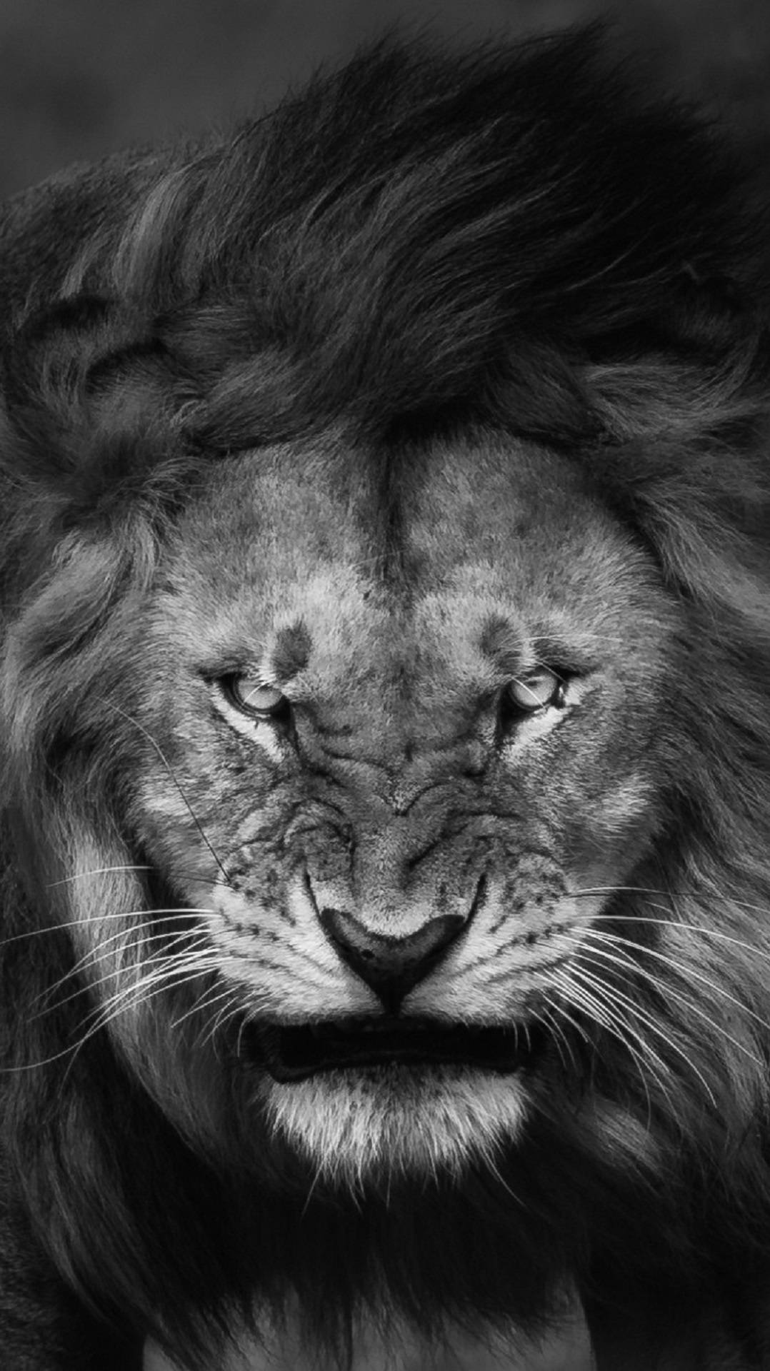 Lion Head 桌布 壁紙 — 一張強而有力的黑白特寫，捕捉雄性獅子帶有細緻毛髮和鬍鬚的強烈目光。