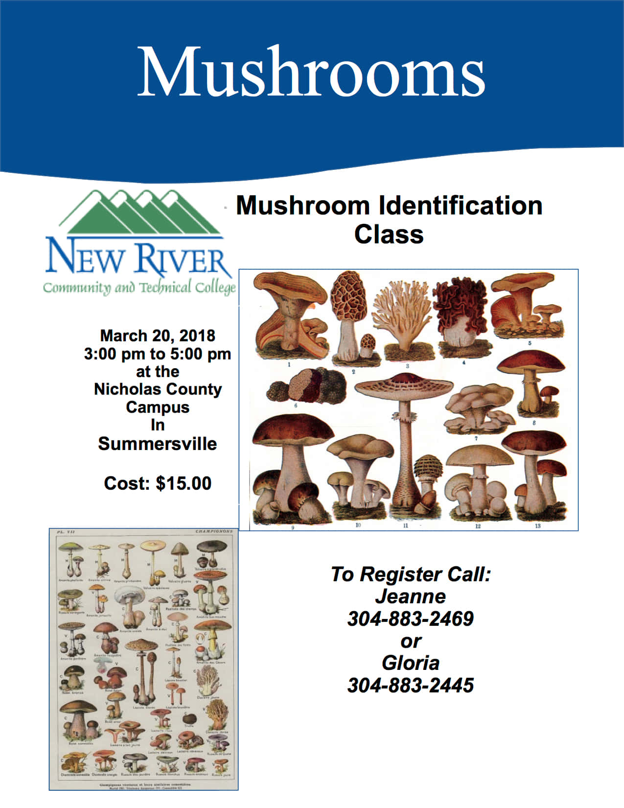 Mushroom Identification 桌布 壁紙 — 一張復古風格的蘑菇識別課程傳單，包含各種蘑菇物種的詳細插圖和註冊資訊。