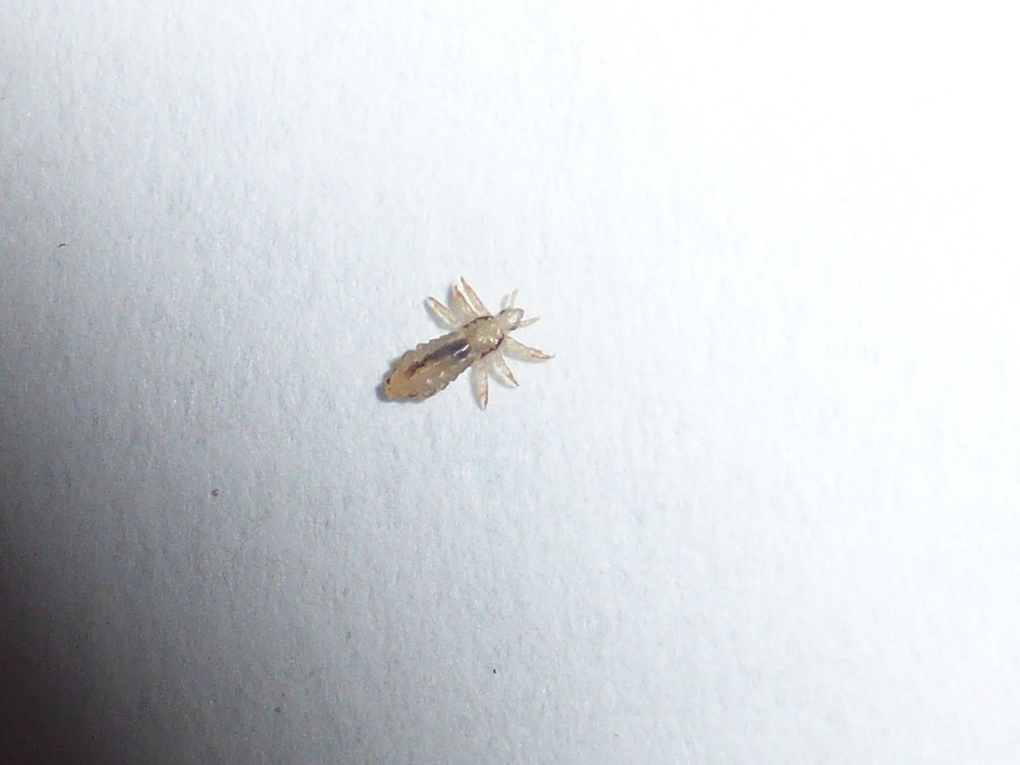 bugs 桌布 壁紙 — 一張微距照片，顯示一隻細小半透明的蝨子停留在純白色紋理表面上。