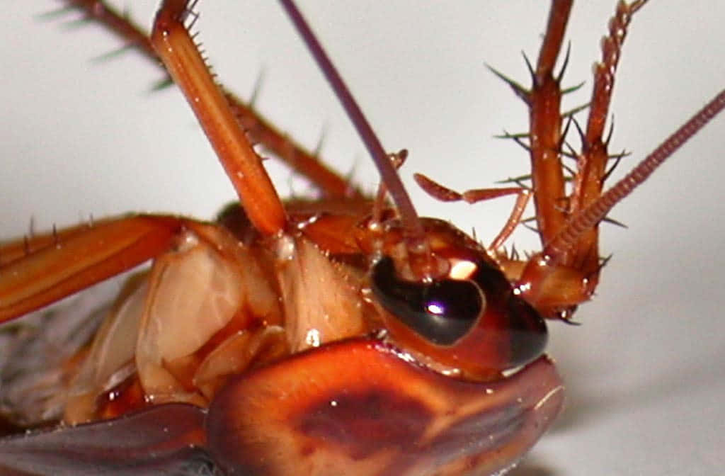 Cockroach 桌布 壁紙 — 一張微距照片捕捉了蟑螂的詳細解剖結構，具有光澤的棕色外骨骼和多刺的腿，背景為純白色。