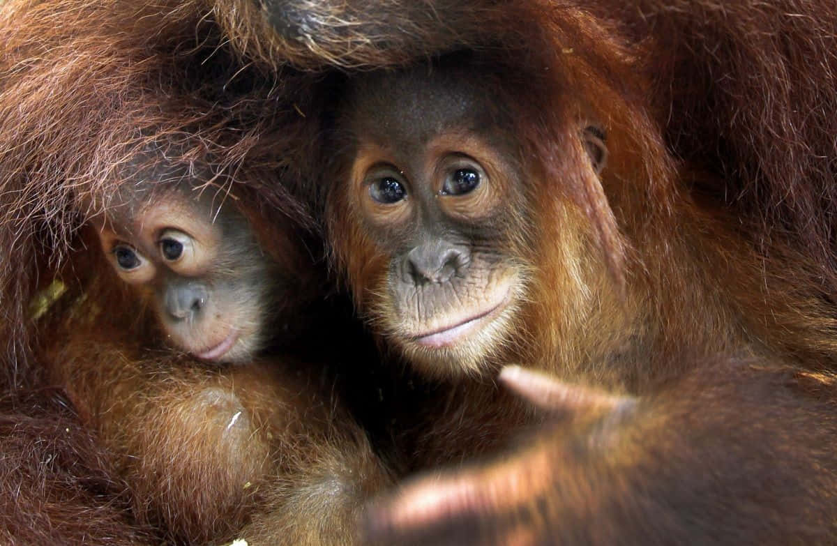Wildlife Conservation 桌布 壁紙 — 一張成年猩猩和牠的寶寶依偎在濃密紅棕色毛髮巢穴中的溫馨特寫。
