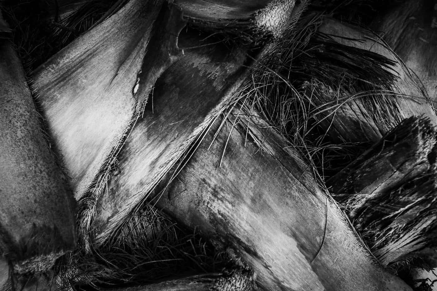 Black And White Texture 桌布 壁紙 — 一張戲劇性的黑白特寫，呈現風化棕櫚葉的紋理，帶有深邃陰影和細緻的纖維細節。