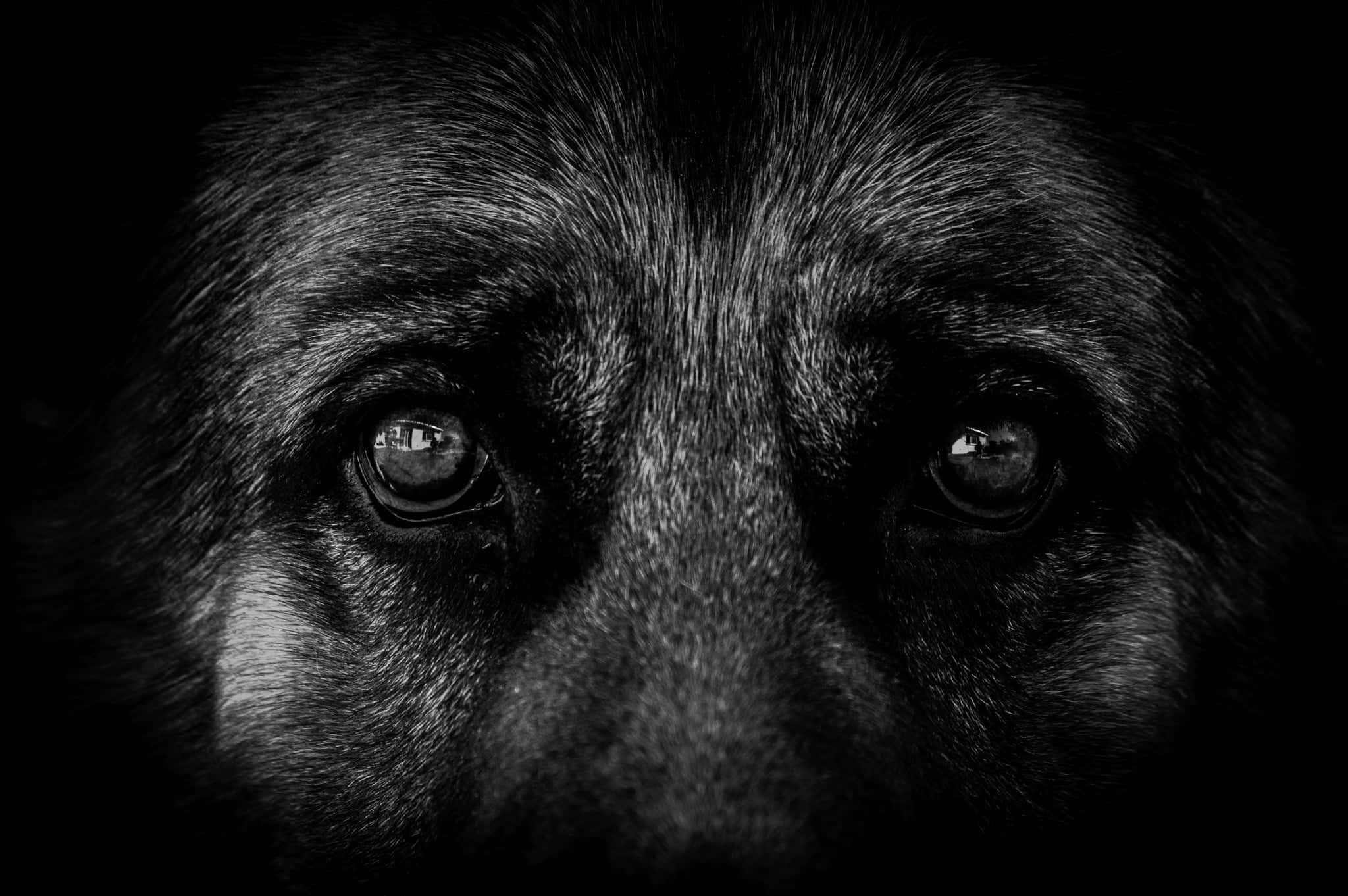 German Shepherd 桌布 壁紙 — 一張戲劇性的黑白特寫，捕捉德國牧羊犬在黑暗中發光的銳利眼神。