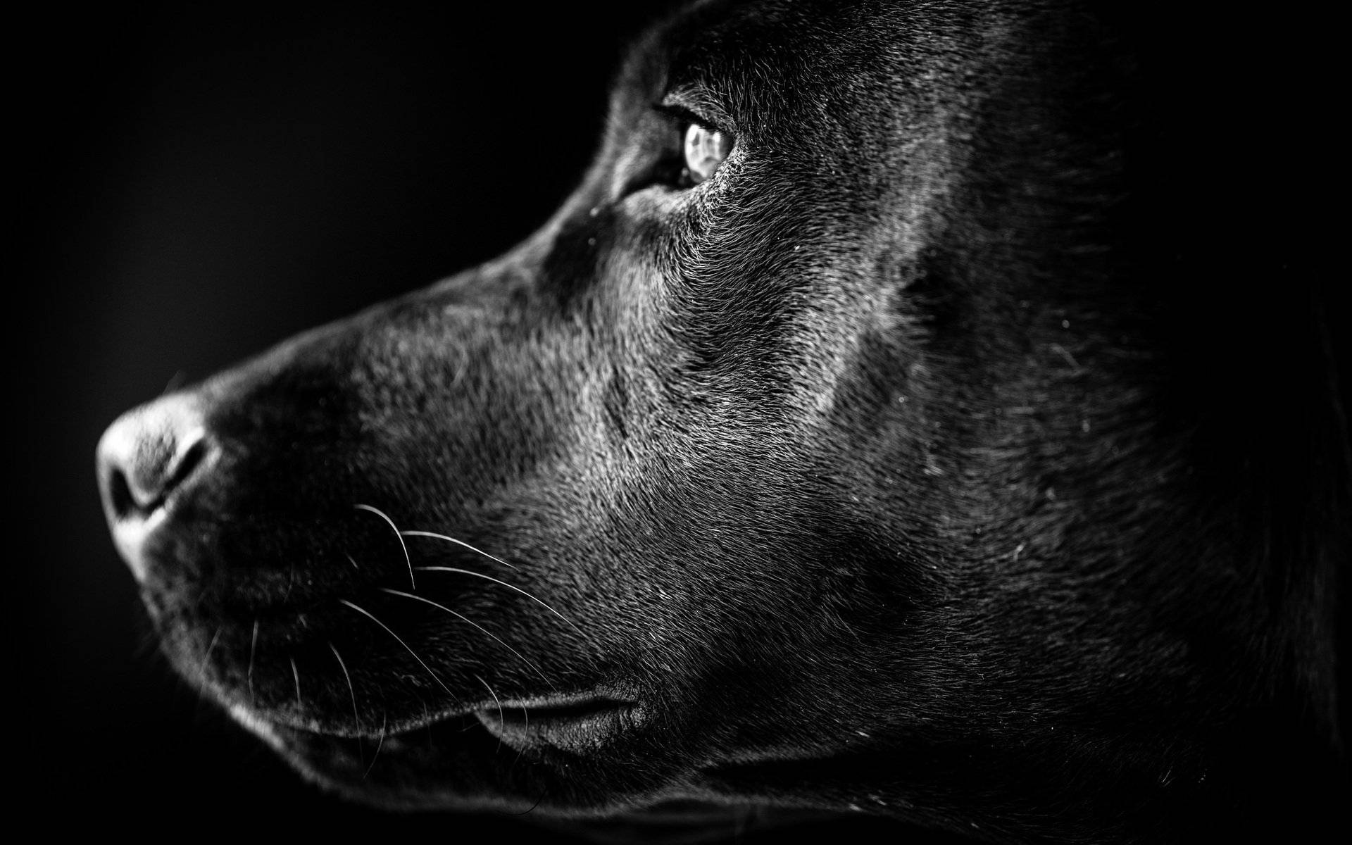 Labrador 桌布 壁紙 — 一張戲劇性的黑白特寫，捕捉黑狗側面輪廓，眼睛細節強烈，背景深色。