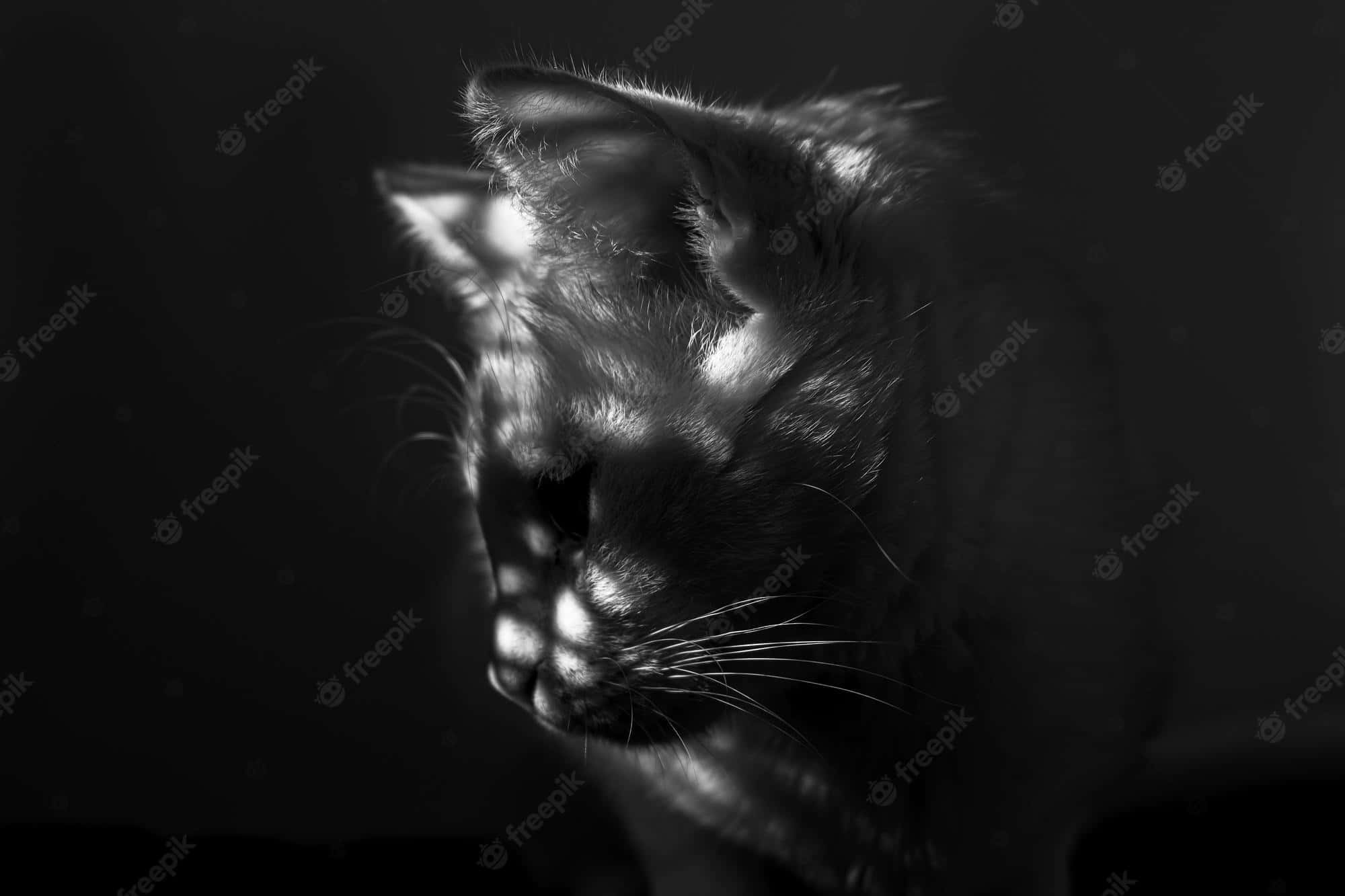 Cartoon Cat Scary 桌布 壁紙 — 一張戲劇性的黑白特寫貓臉，由單一聚光燈照亮，背景為深色。