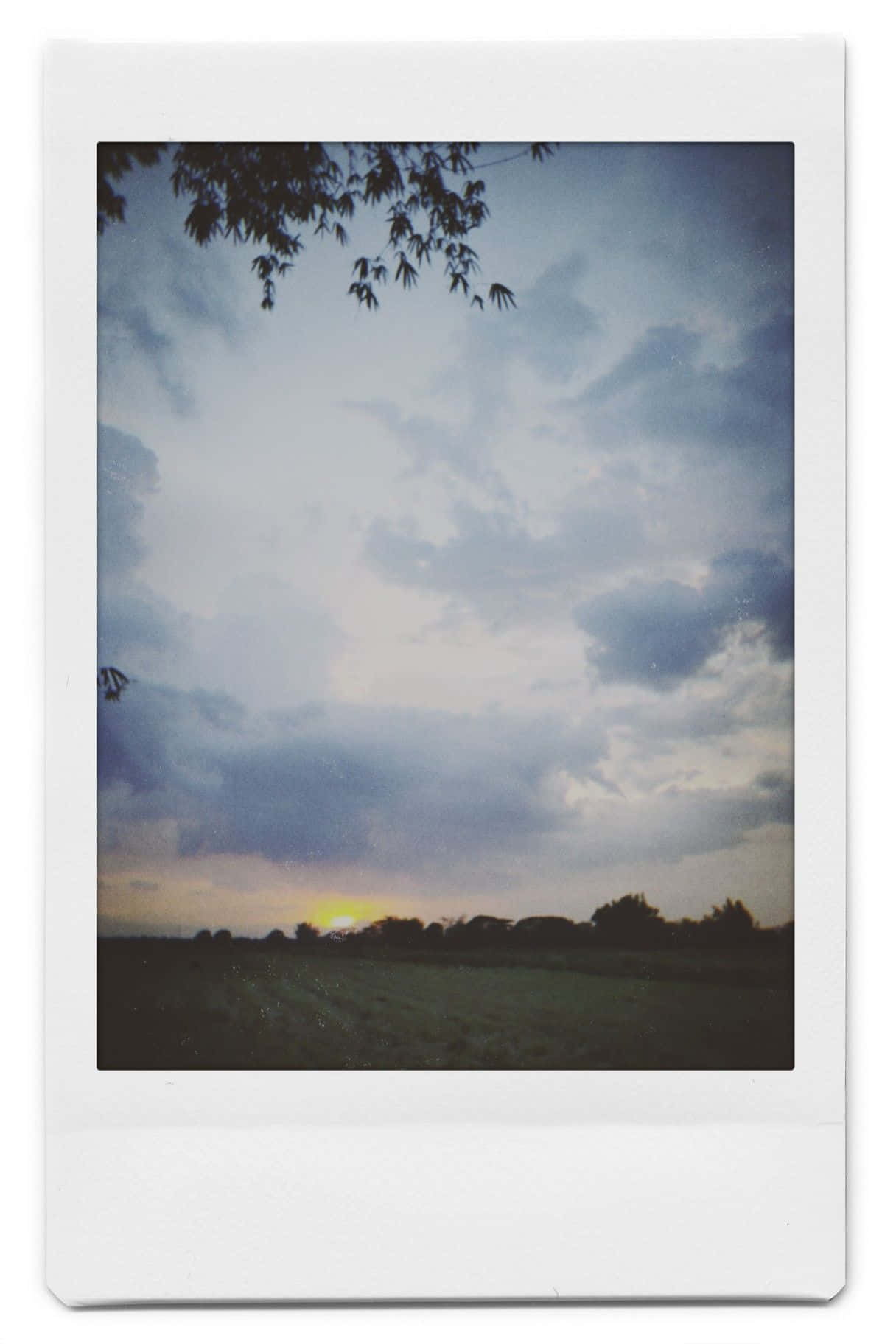 Aesthetic Polaroid 桌布 壁紙 — 一張拍立得風格的照片捕捉了草地上寧靜的日落，剪影樹木和懸掛的樹葉映襯著多雲的天空。