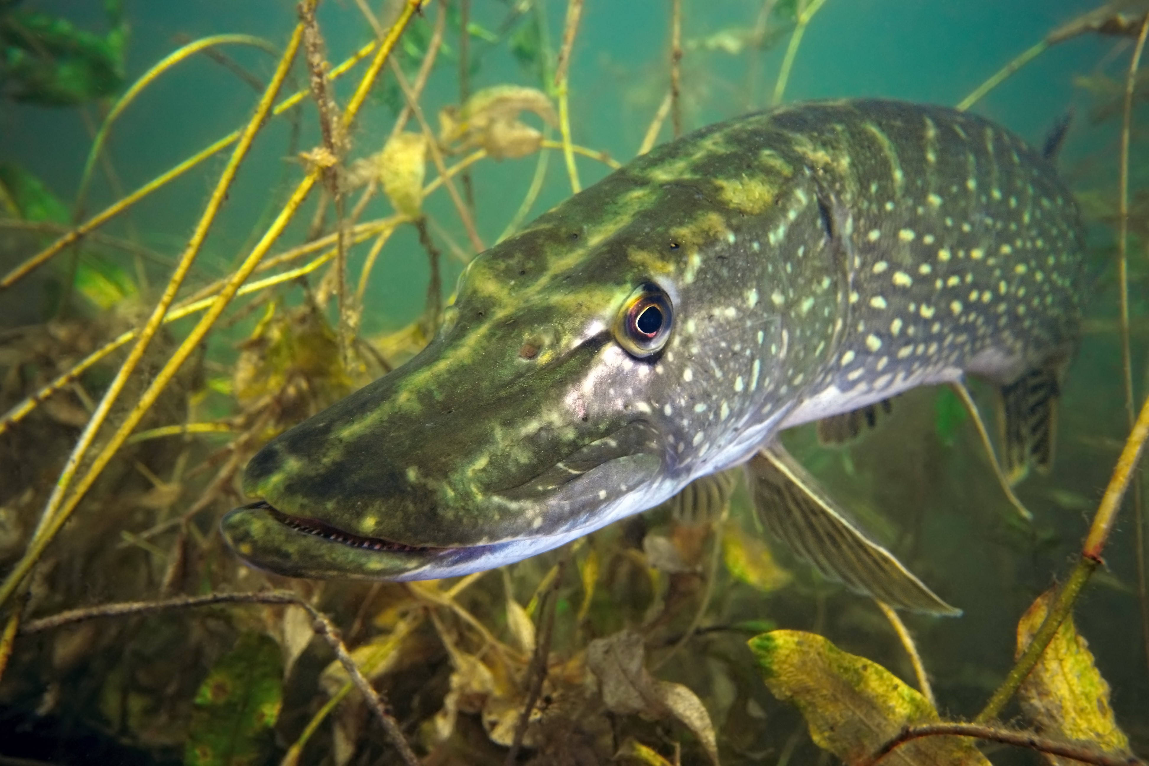 魚 桌布 壁紙 — 一張斑點狗魚在渾濁綠色水中、黃色蘆葦和樹葉間游動的特寫照片。