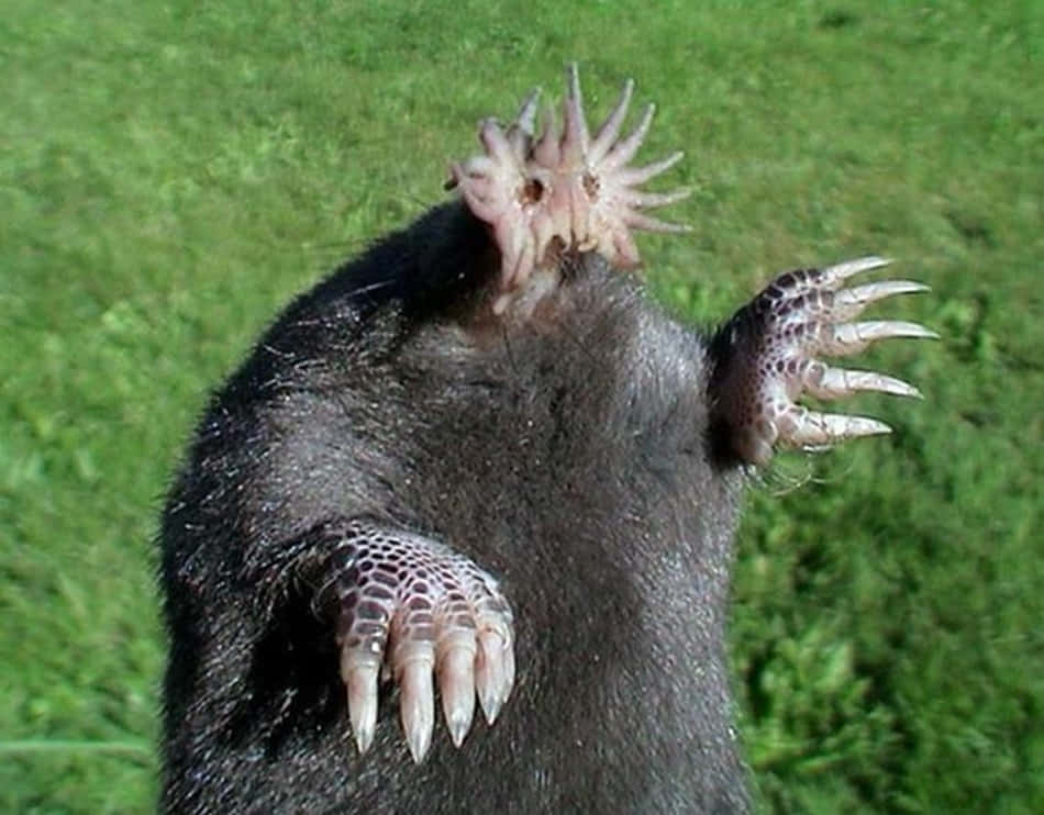 Ugly Animals 桌布 壁紙 — 一張星鼻鼴鼠直立在草地上的特寫照片，可以看到其獨特的星形鼻子和有爪的腳。