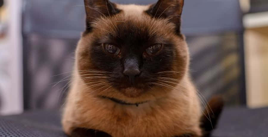 Cute Cat 桌布 壁紙 — 一張暹羅貓的特寫，牠有深色臉部和淺奶油色毛髮，平靜地坐在有紋理的表面上。