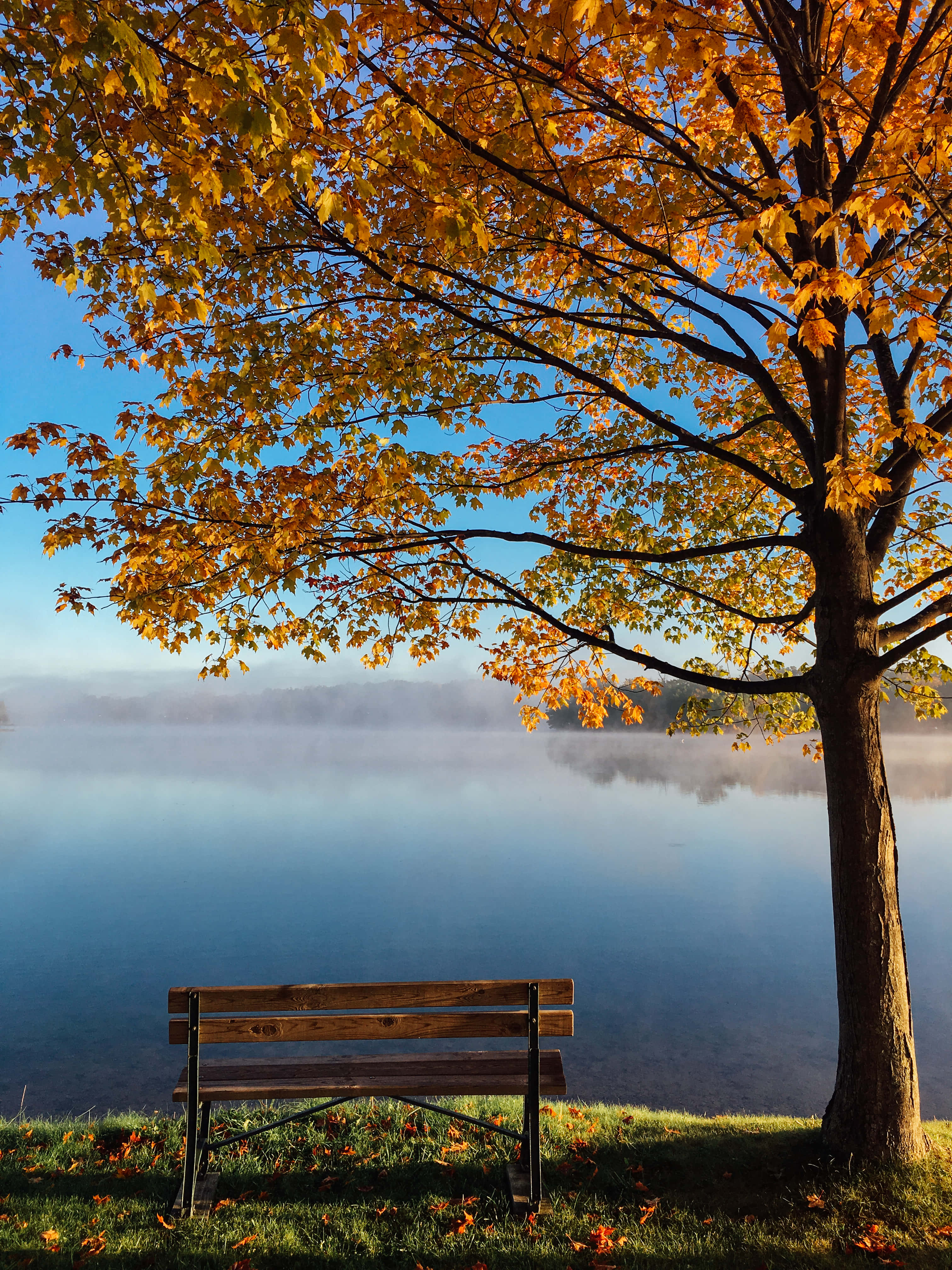 Beautiful Fall iPhone 桌布 壁紙 — 一張木凳位於一棵充滿活力的秋樹下，俯瞰日出時霧氣瀰漫的湖泊。
