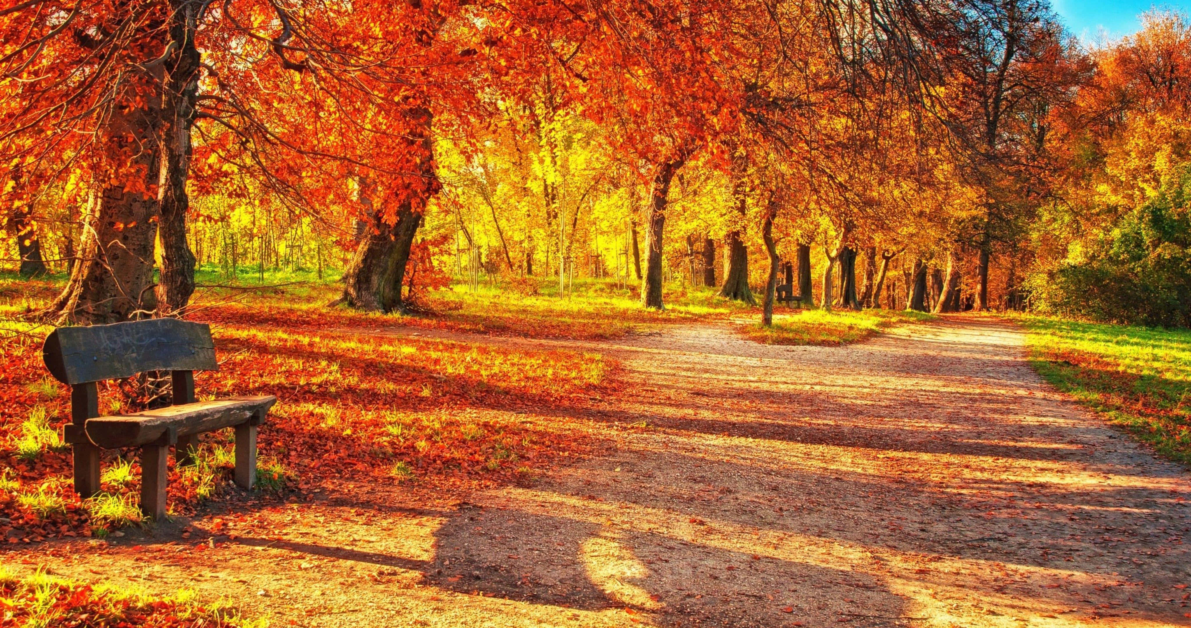 Fall Scenes 桌布 壁紙 — 一張木製長椅位於一條落葉滿佈的小徑旁，上方是沐浴在溫暖陽光下的鮮豔橙色和黃色秋樹。