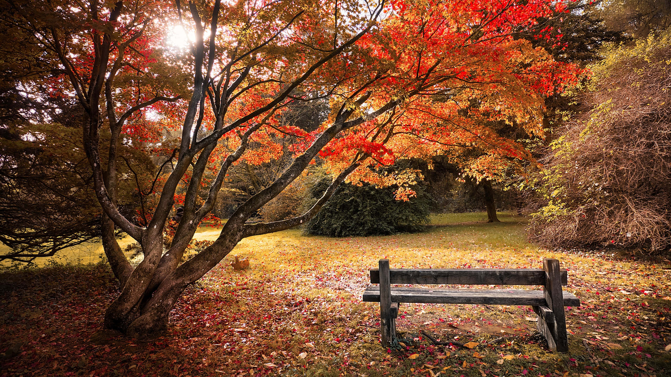 Fall Scenes 桌布 壁紙 — 一張木製長椅位於一棵充滿活力的秋樹下，樹上長著火紅的葉子，陽光穿過樹枝灑落下來。