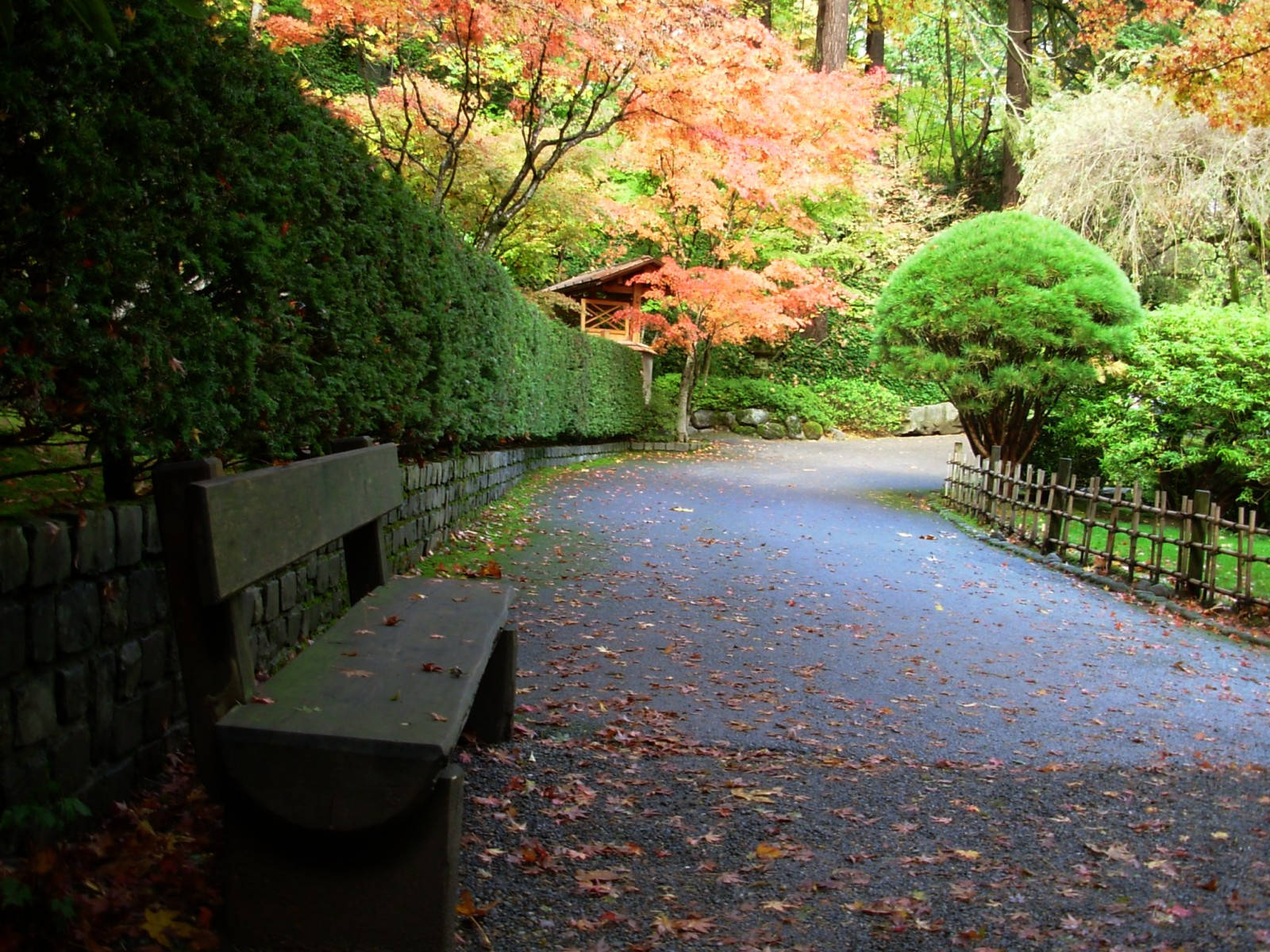 公園 桌布 壁紙 — 一張木製長椅放在濕漉漉的小徑旁，小徑上散落著楓葉，上方是色彩繽紛的秋樹。