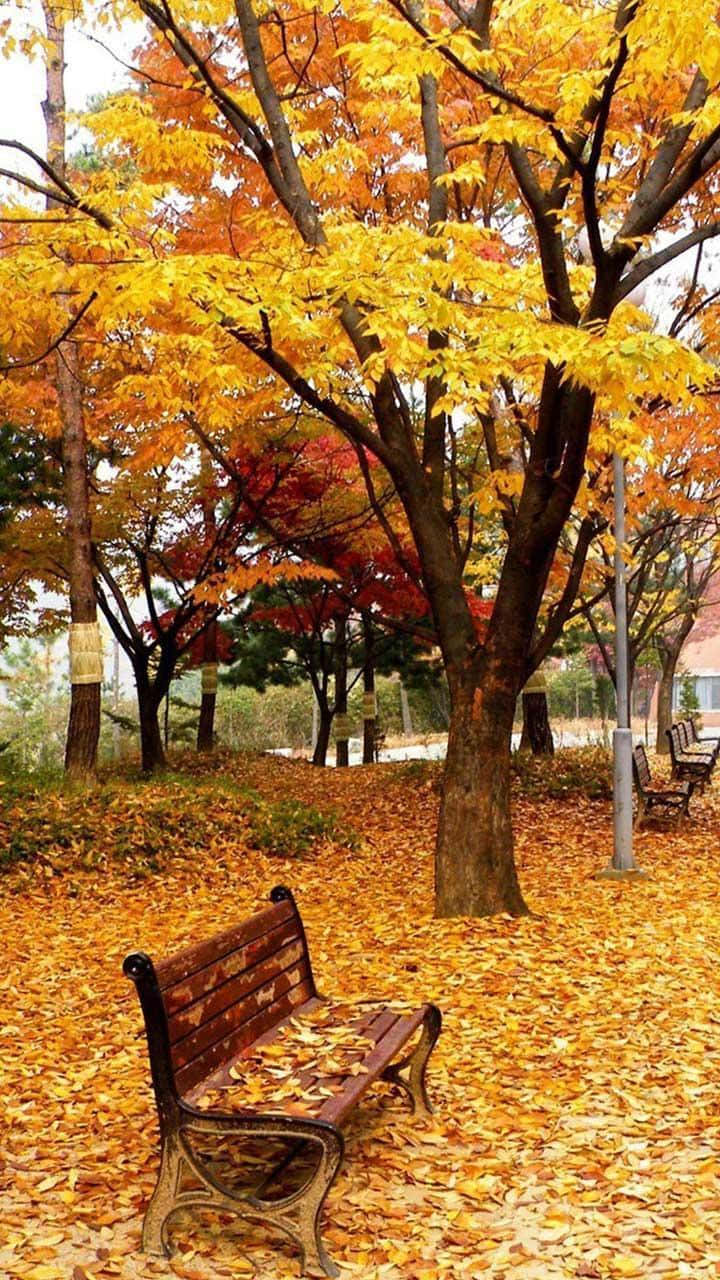 樹木 桌布 壁紙 — 一張木長椅位於一個鋪滿落葉的寧靜公園中，上方是金色的秋葉天篷。
