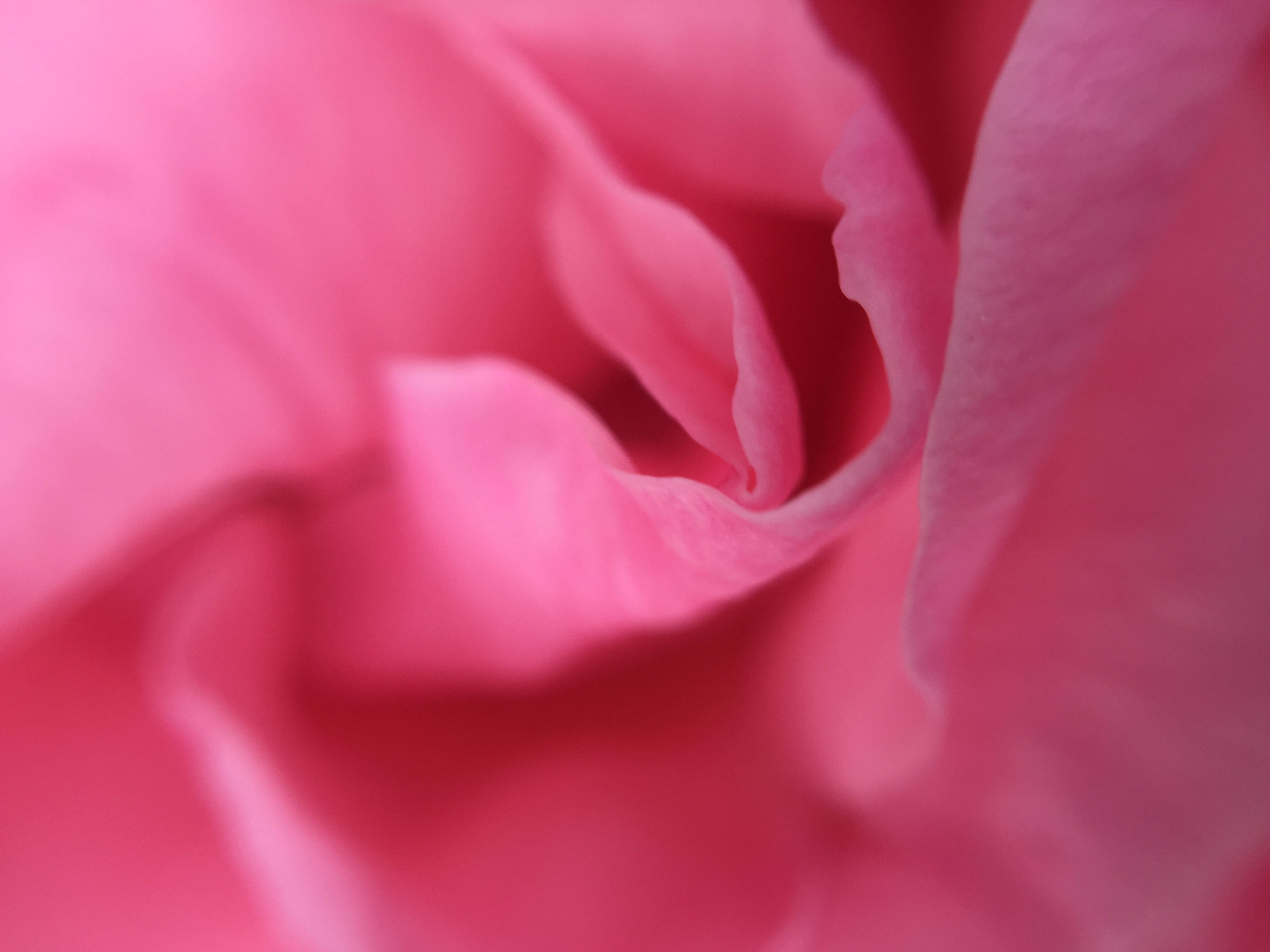 Rose iPhone 桌布 壁紙 — 一張柔和焦點的微距照片捕捉了盛開中鮮豔粉紅玫瑰的細膩層層花瓣。