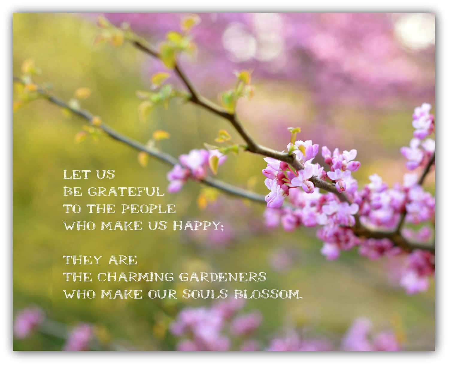 Spring Quotes 桌布 壁紙 — 一張柔和焦點的照片，展示樹枝上的粉紅色花朵，並附有關於感恩和靈魂綻放的詩意引言。