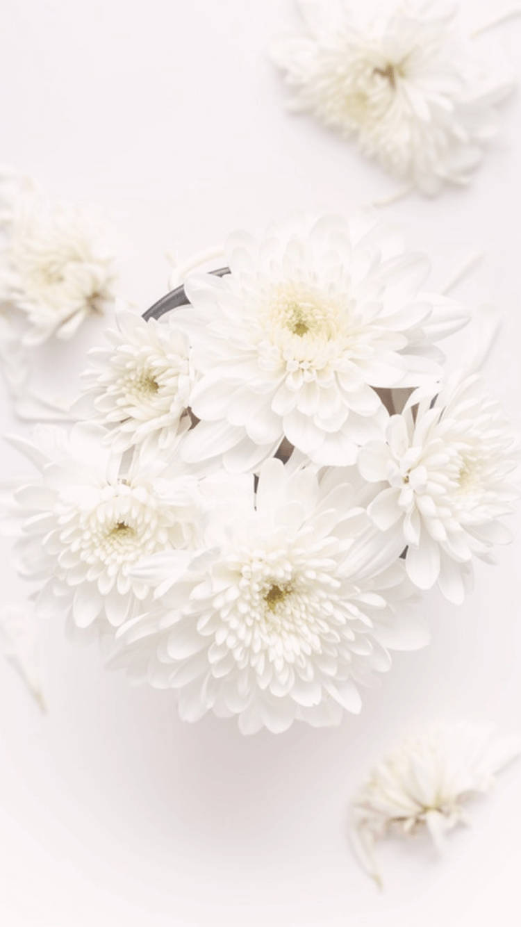 Flowers Aesthetic 桌布 壁紙 — 一張柔和的俯拍，將精緻的白色菊花以極簡風格簇擁在純白背景上。