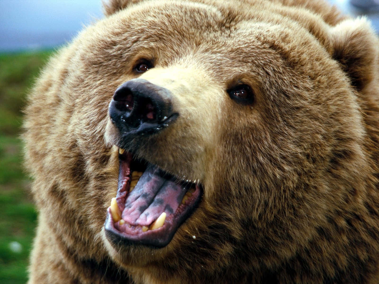 Brown Bear 桌布 壁紙 — 一張棕熊的特寫照片，嘴巴大張，露出牙齒和舌頭，背景是模糊的綠色。