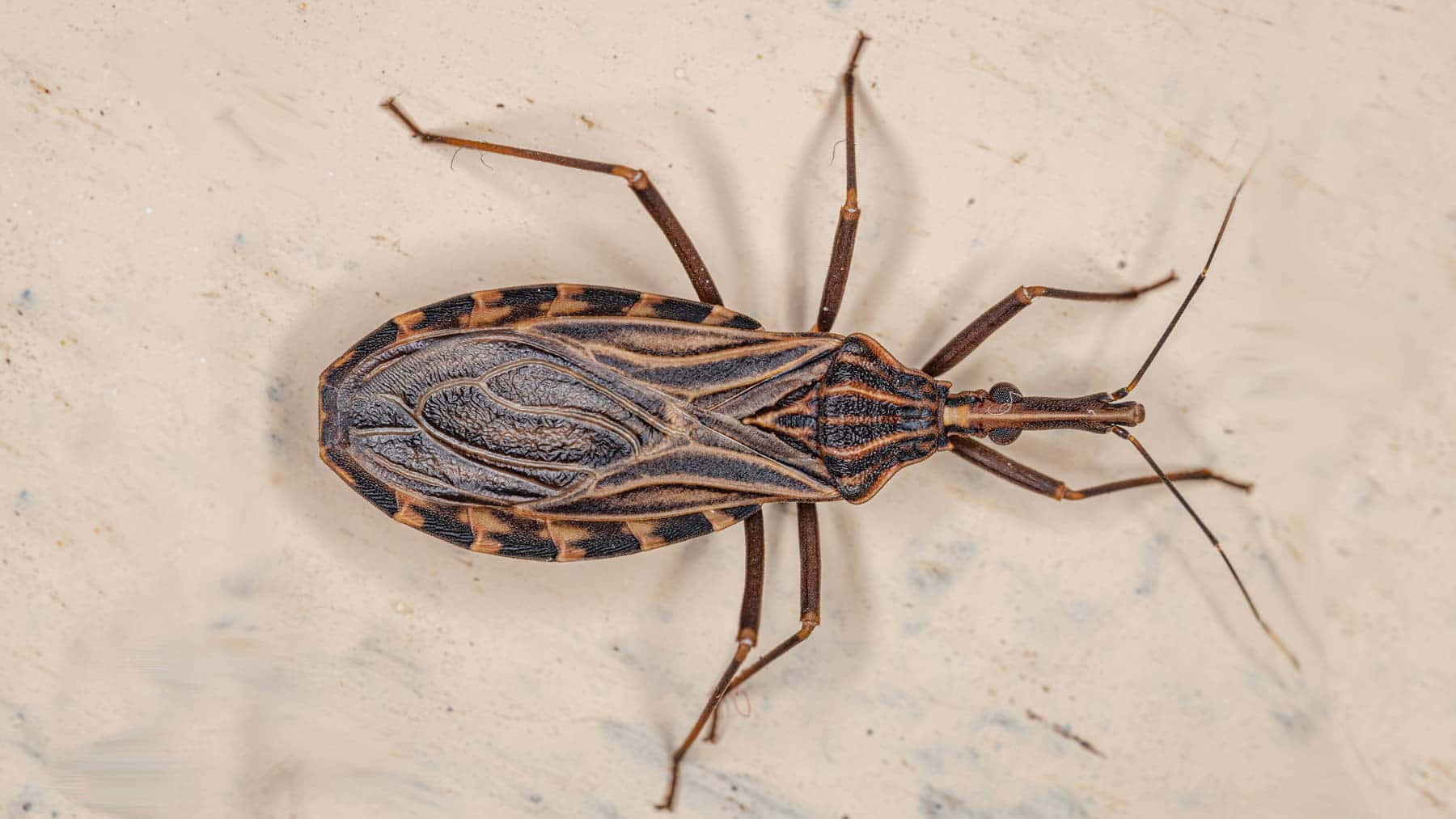 bug 桌布 壁紙 — 一張棕色和黑色圖案獵蝽的特寫照片，停留在有紋理的米白色表面上。