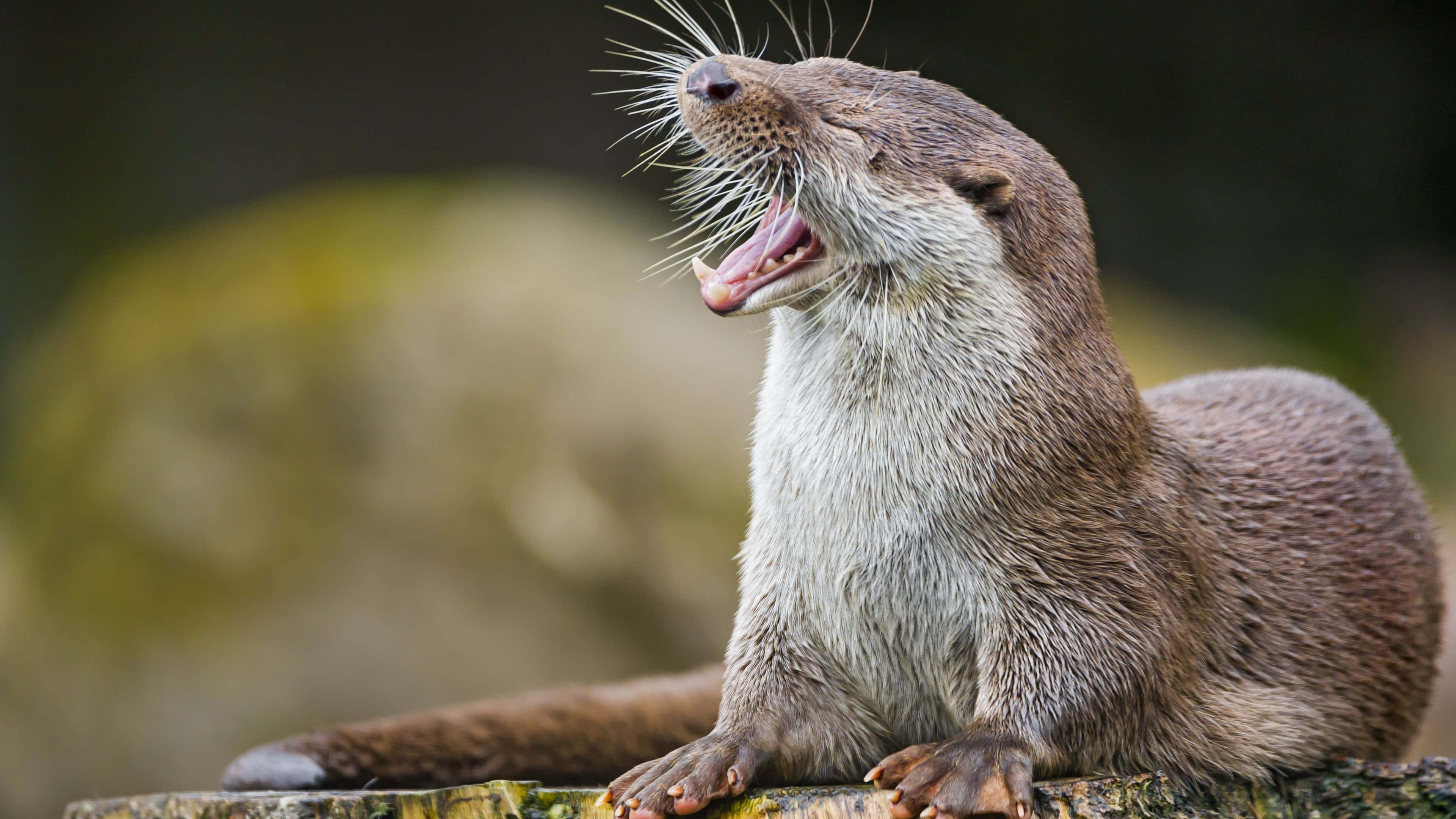 Otter 桌布 壁紙 — 一張棕色水獺在模糊的自然環境中棲息在長滿苔蘚的木頭上，張大嘴巴打哈欠的特寫照片。