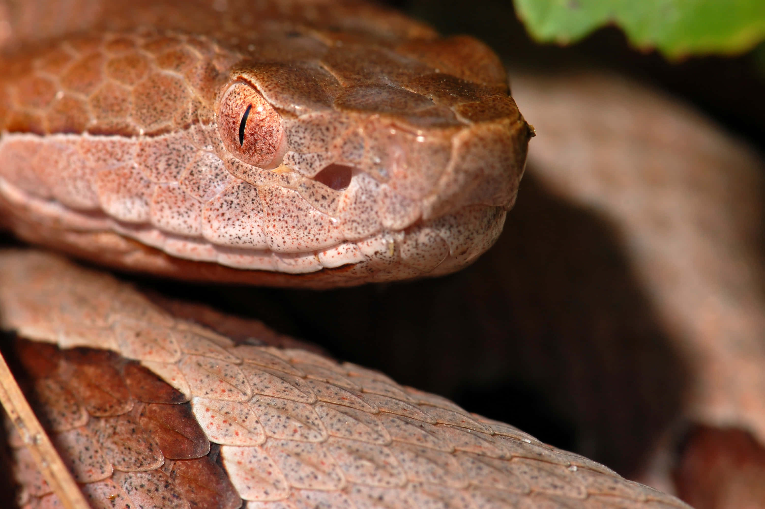 Copperhead Snake 桌布 壁紙 — 一張棕色蛇頭的近距離照片，蛇頭上有細緻的鱗片和一隻專注的眼睛，藏在綠葉之間。