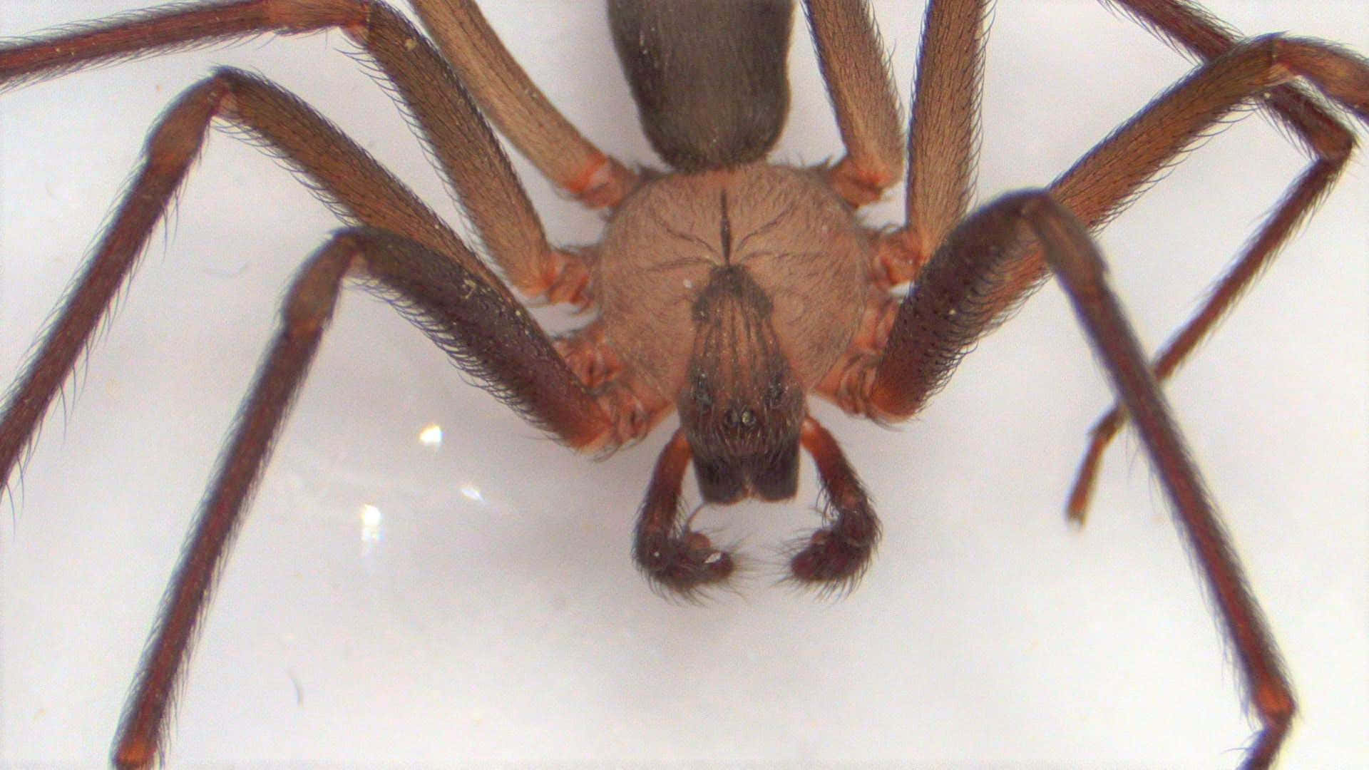 Brown Recluse Spider 桌布 壁紙 — 一張棕色蜘蛛的特寫照片，蜘蛛有毛茸茸的腿和螯肢，位於純白色表面上。