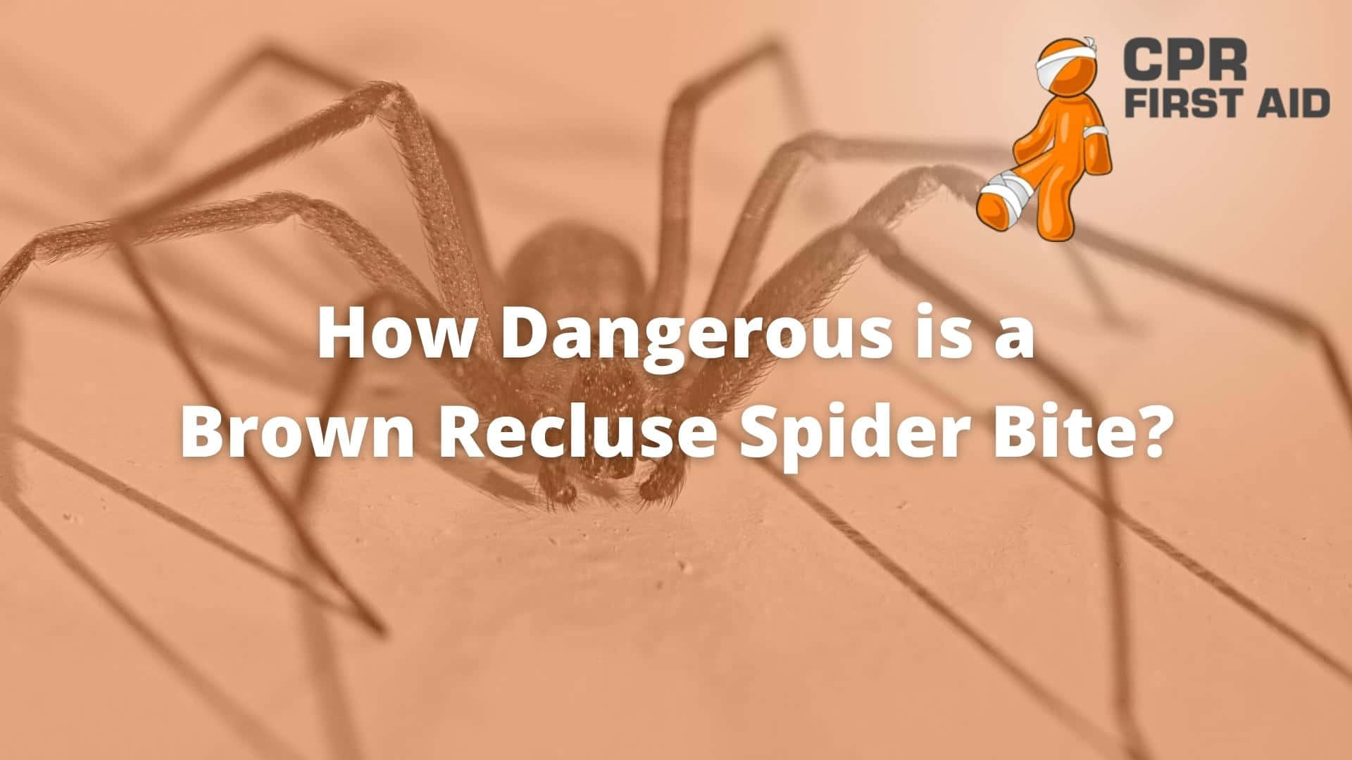 Brown Recluse Spider 桌布 壁紙 — 一張棕色隱士蜘蛛在米色表面上的特寫照片，附有詢問其咬傷危險性的文字。
