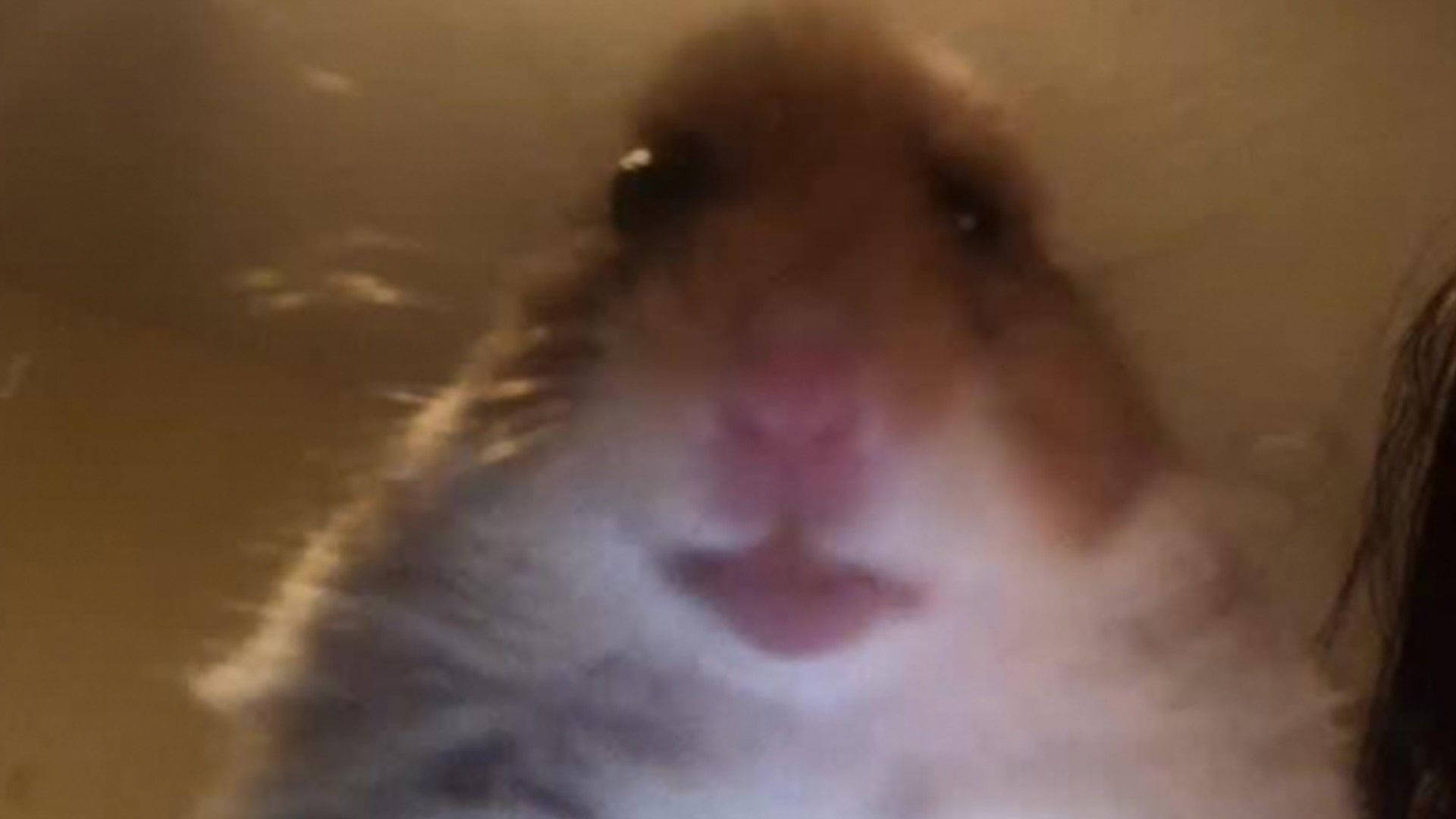 meme 桌布 壁紙 — 一張模糊的倉鼠臉部特寫，有柔軟的毛和黑色的眼睛，直視鏡頭。