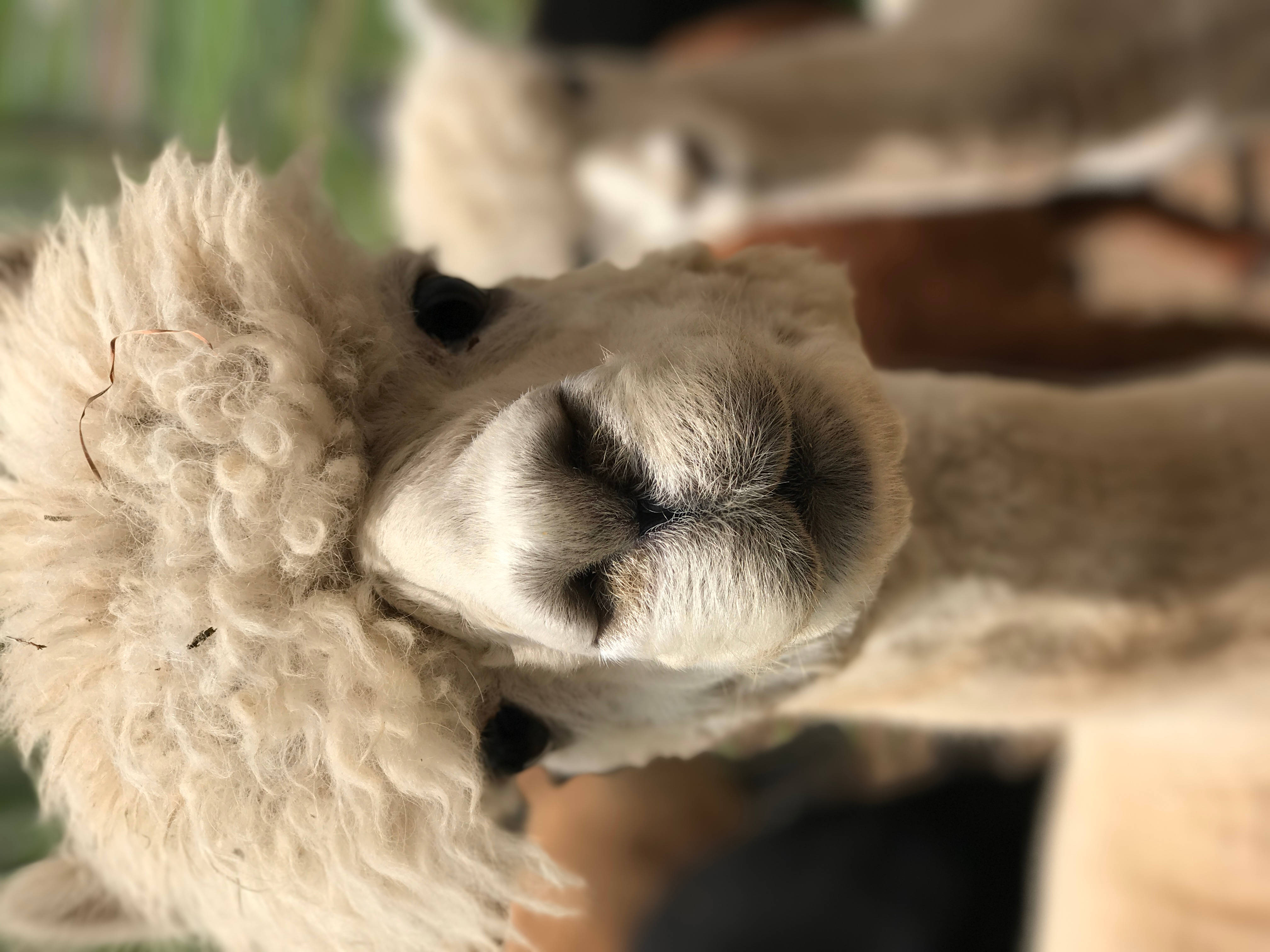 Alpaca 桌布 壁紙 — 一張毛茸茸白色羊駝臉部的特寫，帶有柔軟的捲毛和溫柔的眼睛，直視鏡頭。