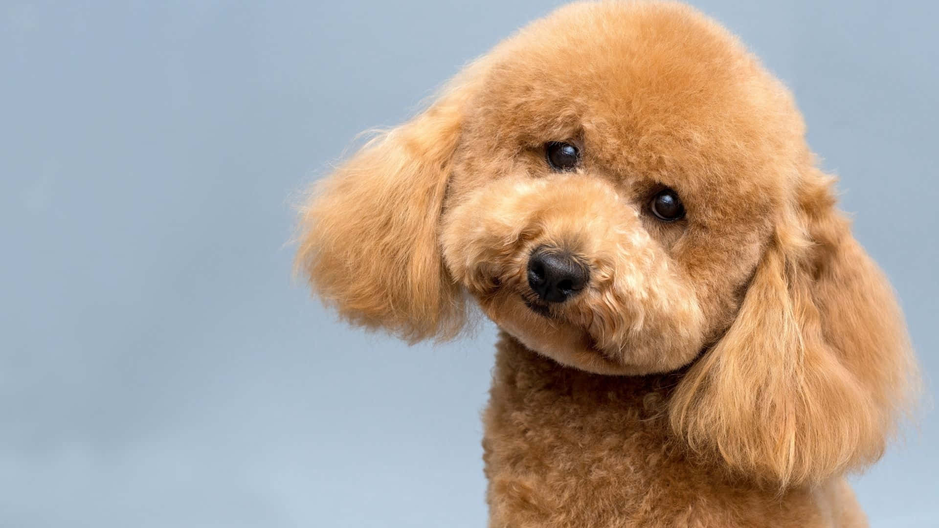 Poodle 桌布 壁紙 — 一張毛茸茸的杏色貴賓狗特寫，有大黑眼，稍微看向側邊，背景是柔和藍色。
